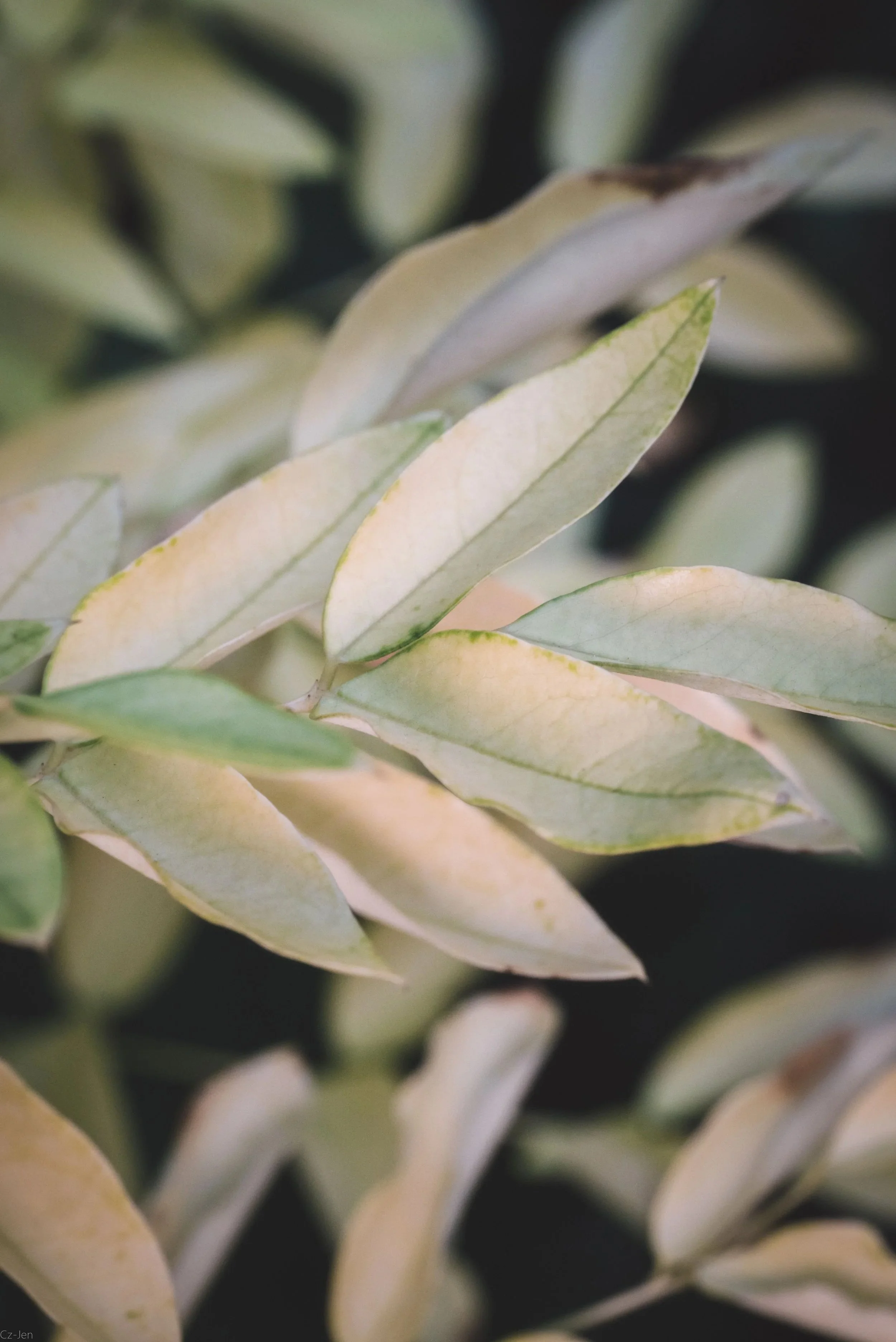 Soft green and pink leaves symbolizing growth and healing through online therapy in Virginia and West Virginia