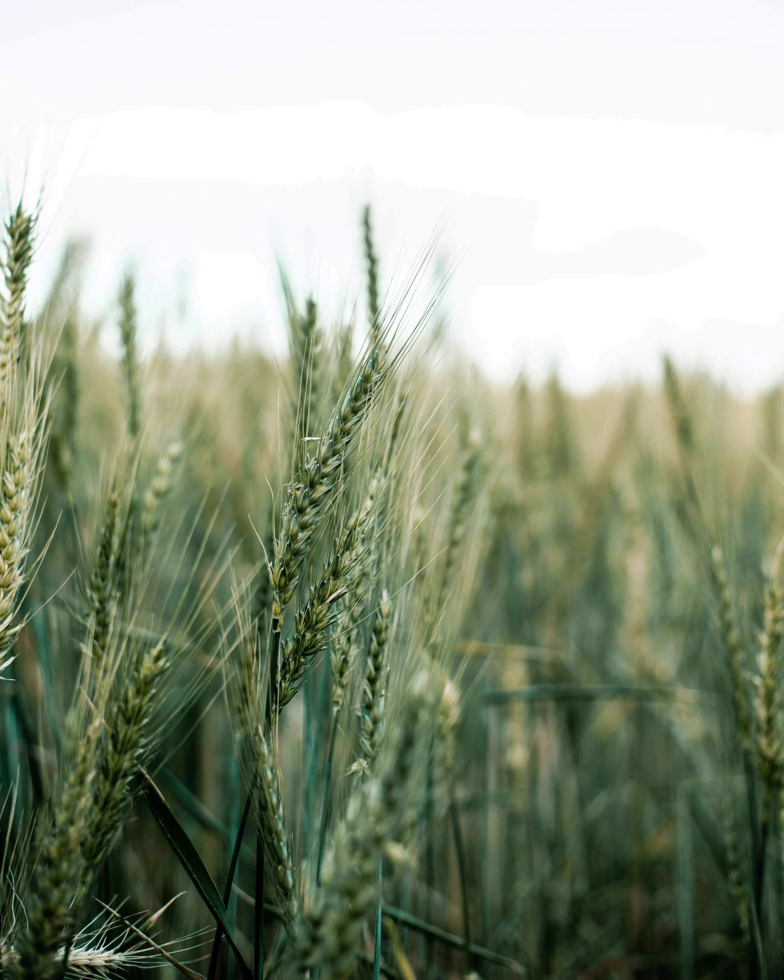 Close-up of green wheat or barley plants in a field with a bright, clear sky.