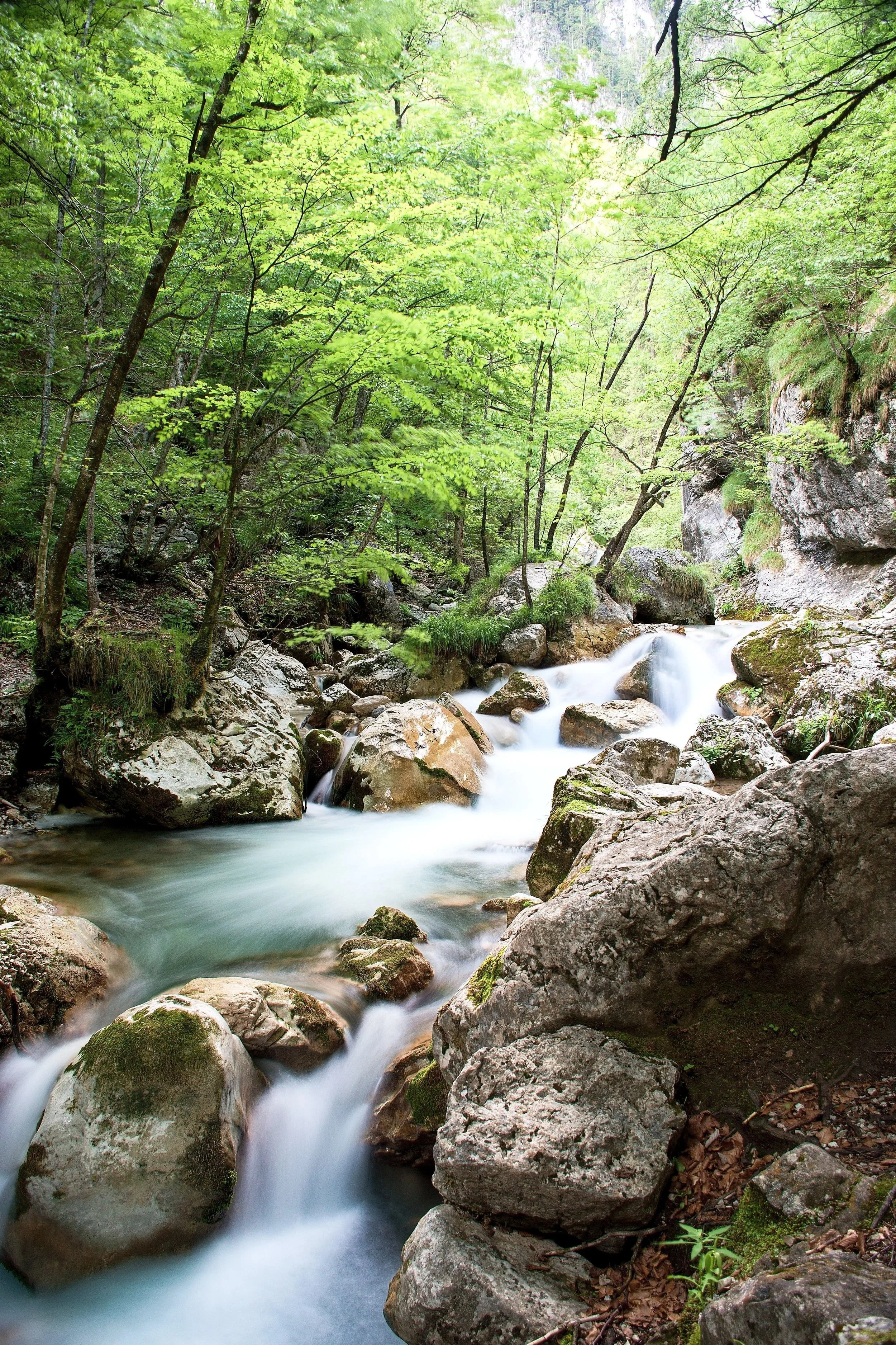 Peaceful forest stream evoking grounding, calm, and emotional restoration