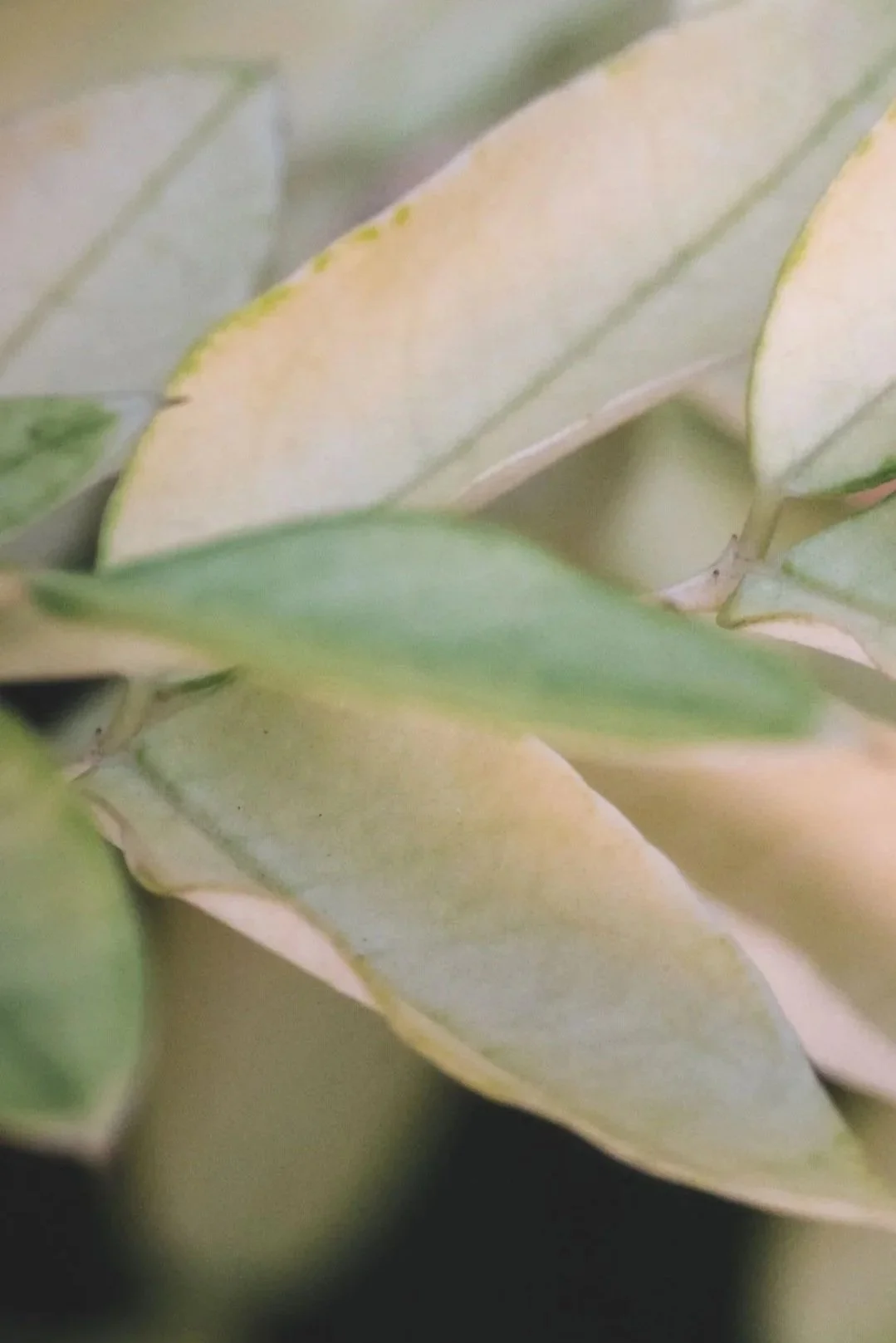 Close-up of variegated green and cream leaves.
