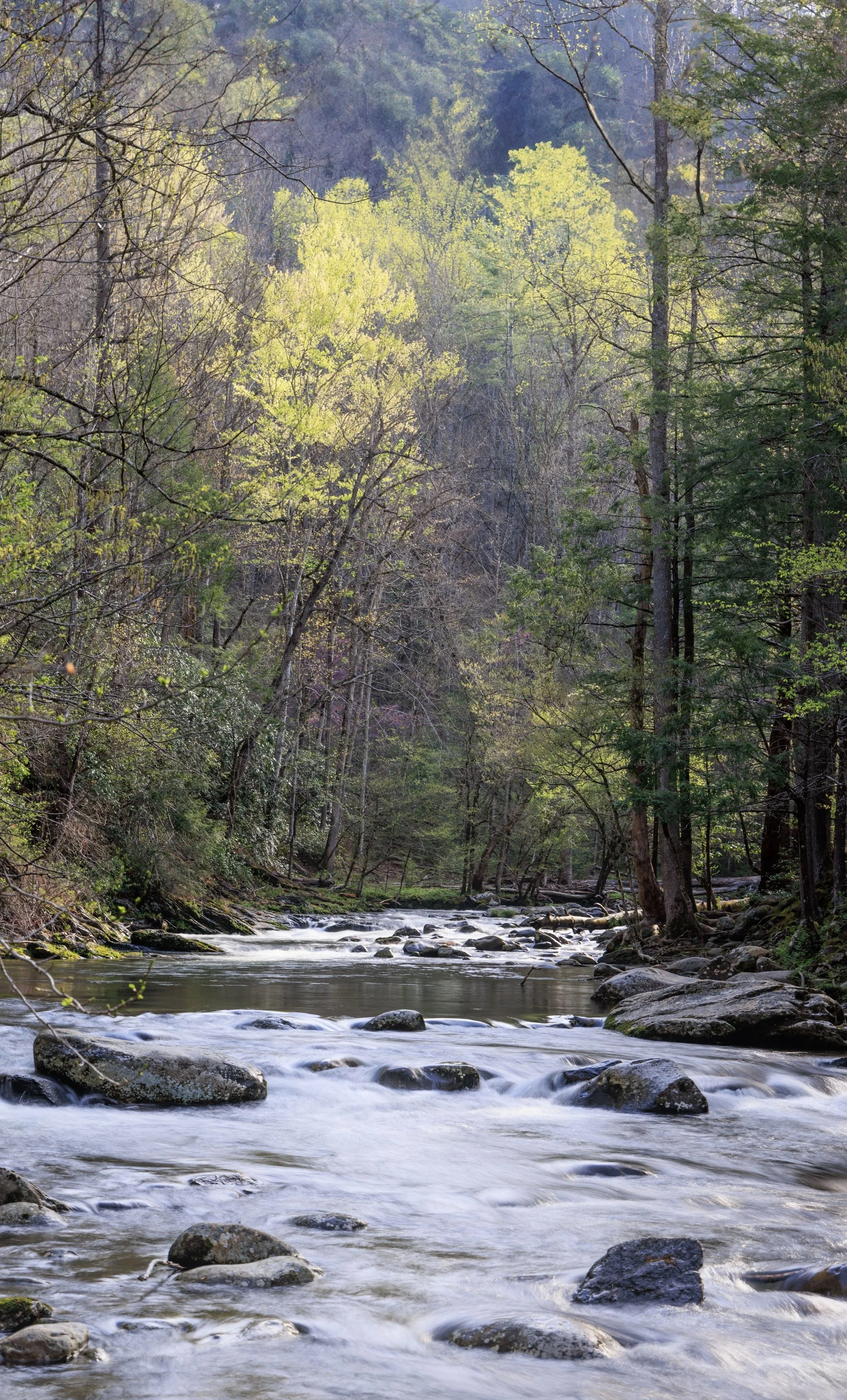 A peaceful river flowing through a dense, green forest with tall trees and rocky riverbanks.