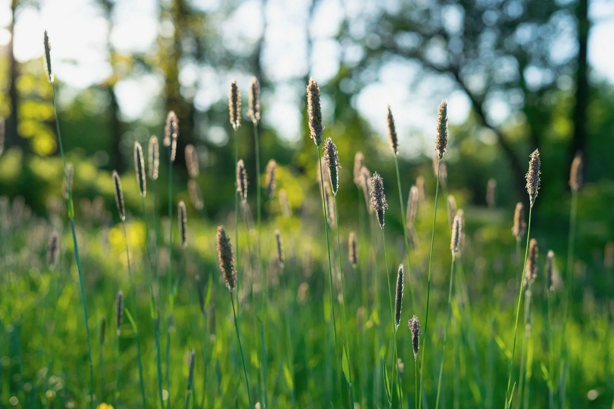 Tall grass with purple flower spikes in sunlight, out of focus background of trees and sunlight.