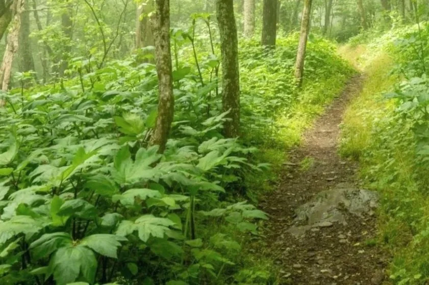 A narrow dirt trail wind through a lush green forest with tall trees and dense underbrush.