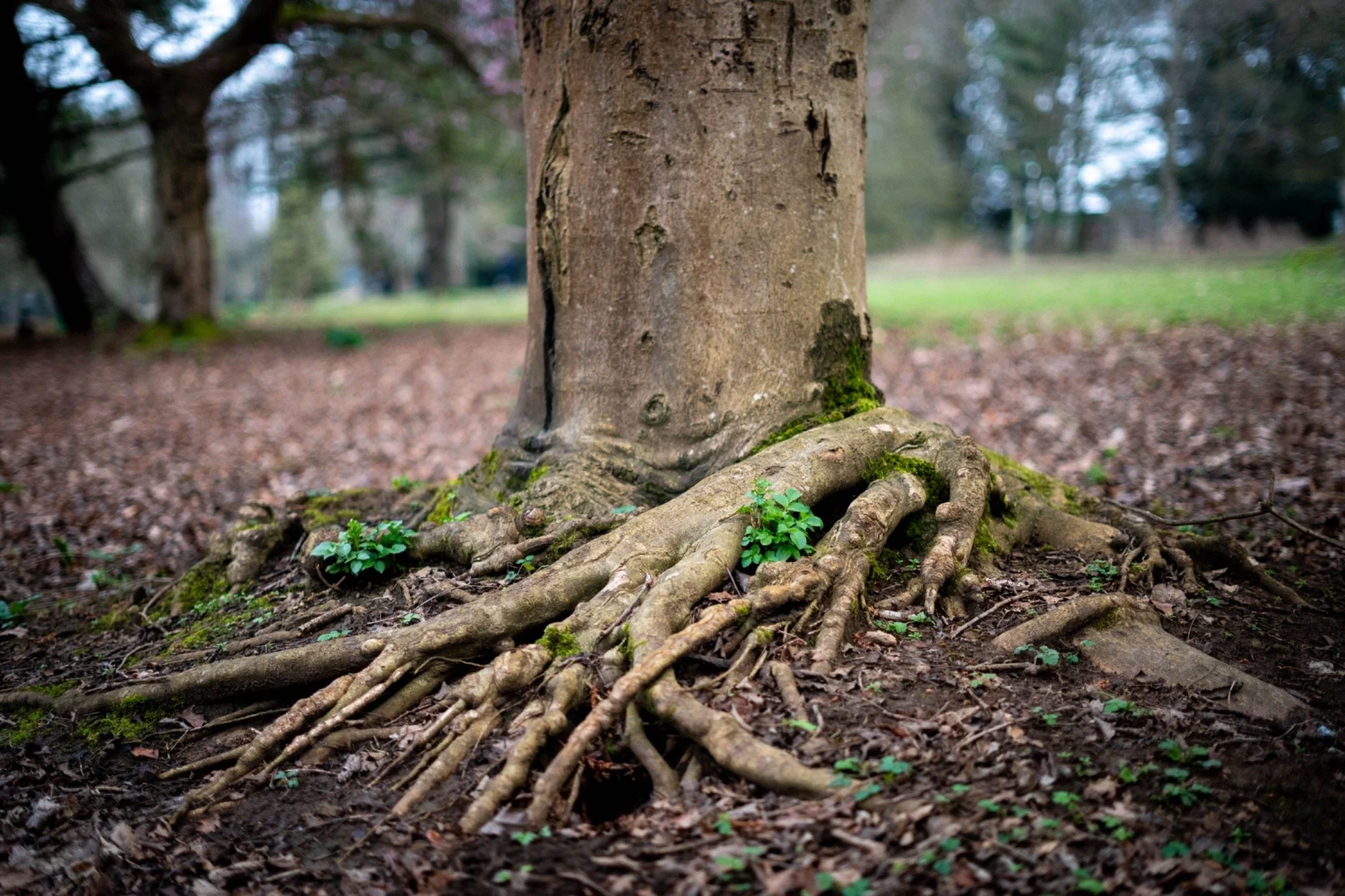 A tree with visible roots and moss on the bark in a park with a blurred background of other trees and green grass.
