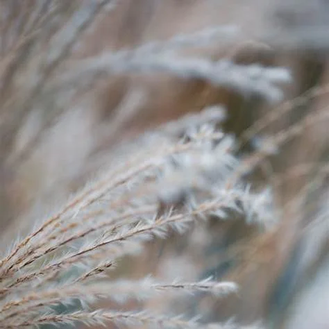 Close-up of dried grass or wheat in soft focus with neutral tones.