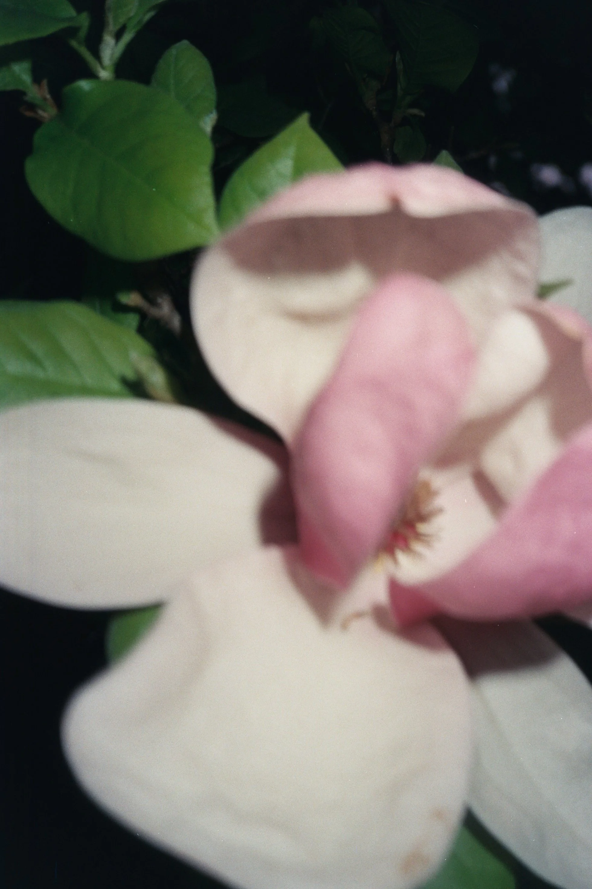fiore