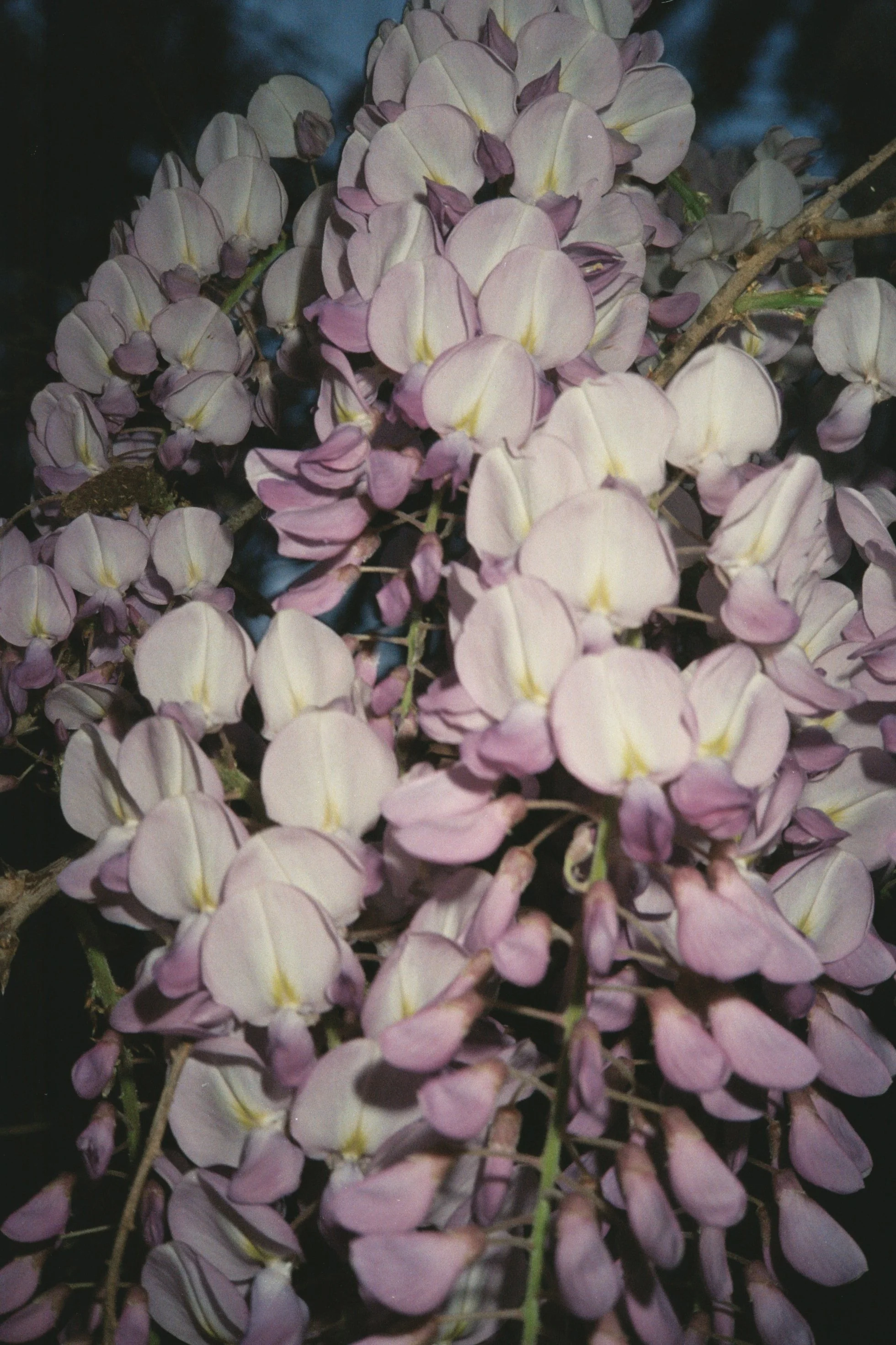 glicine