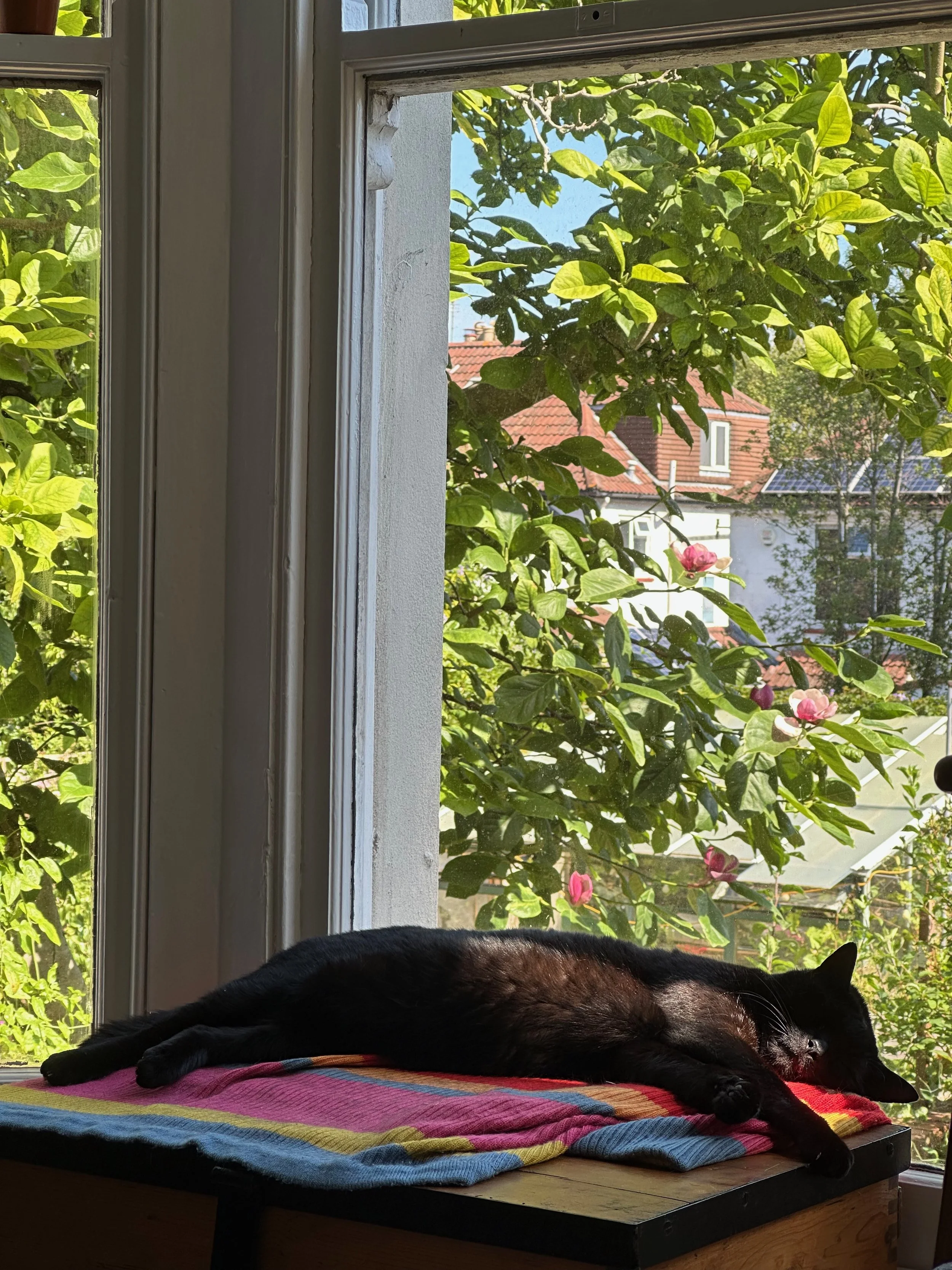 A black cat sleeping on a striped towel on a wooden table in front of an open window with trees and rooftops outside.