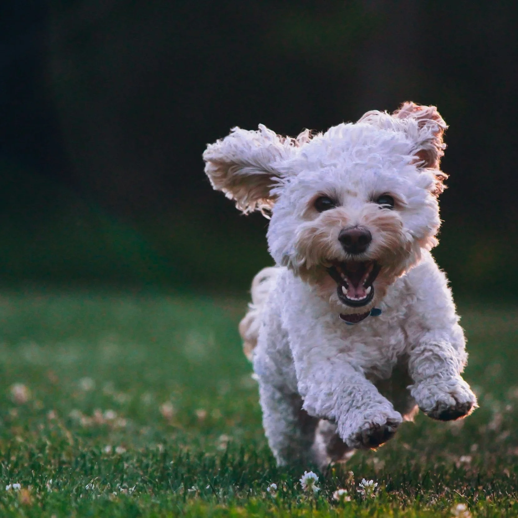 The Dog’s Name