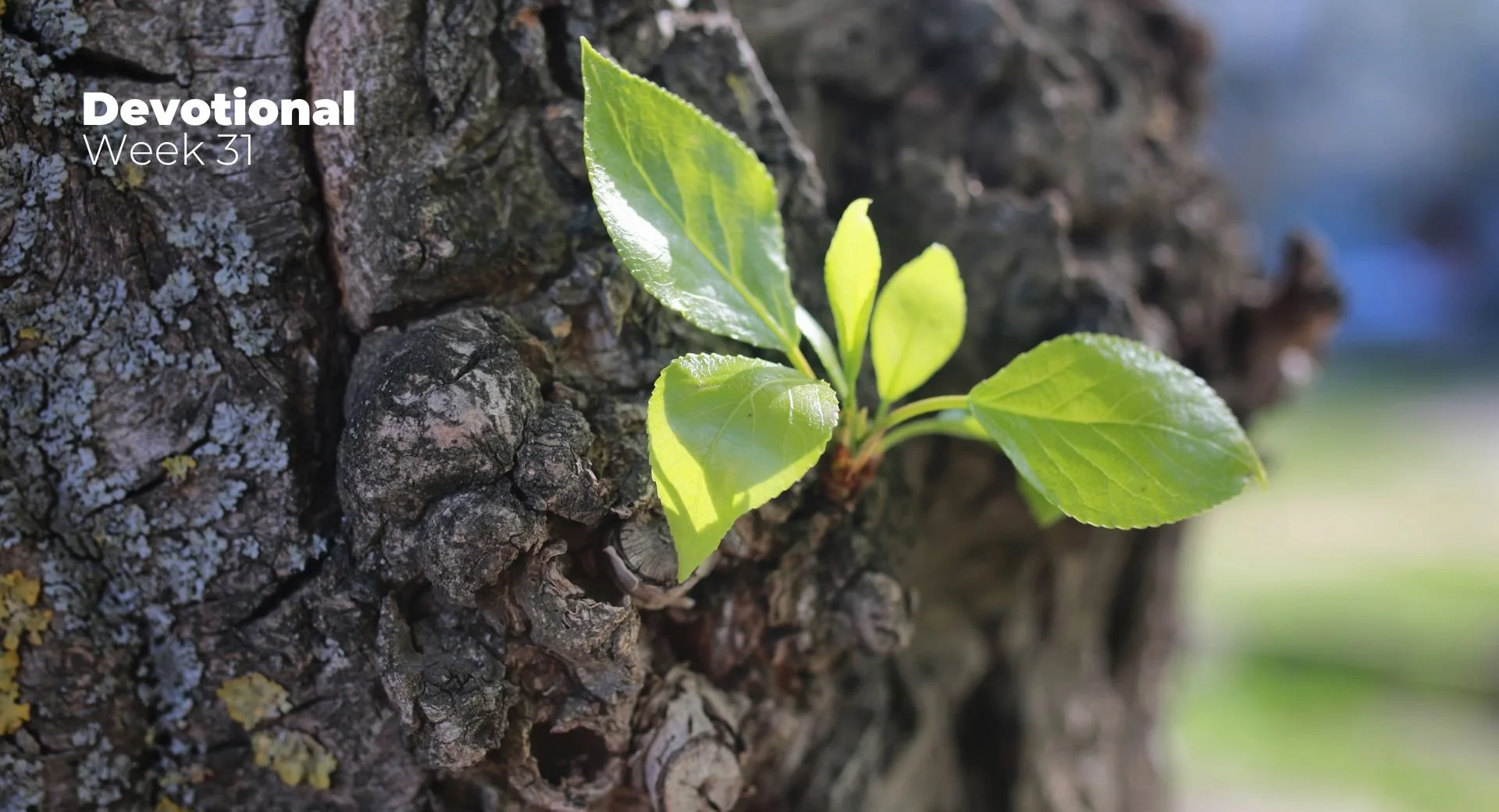 Seeking Guidance: Apostle Paul and the Mentorship Question