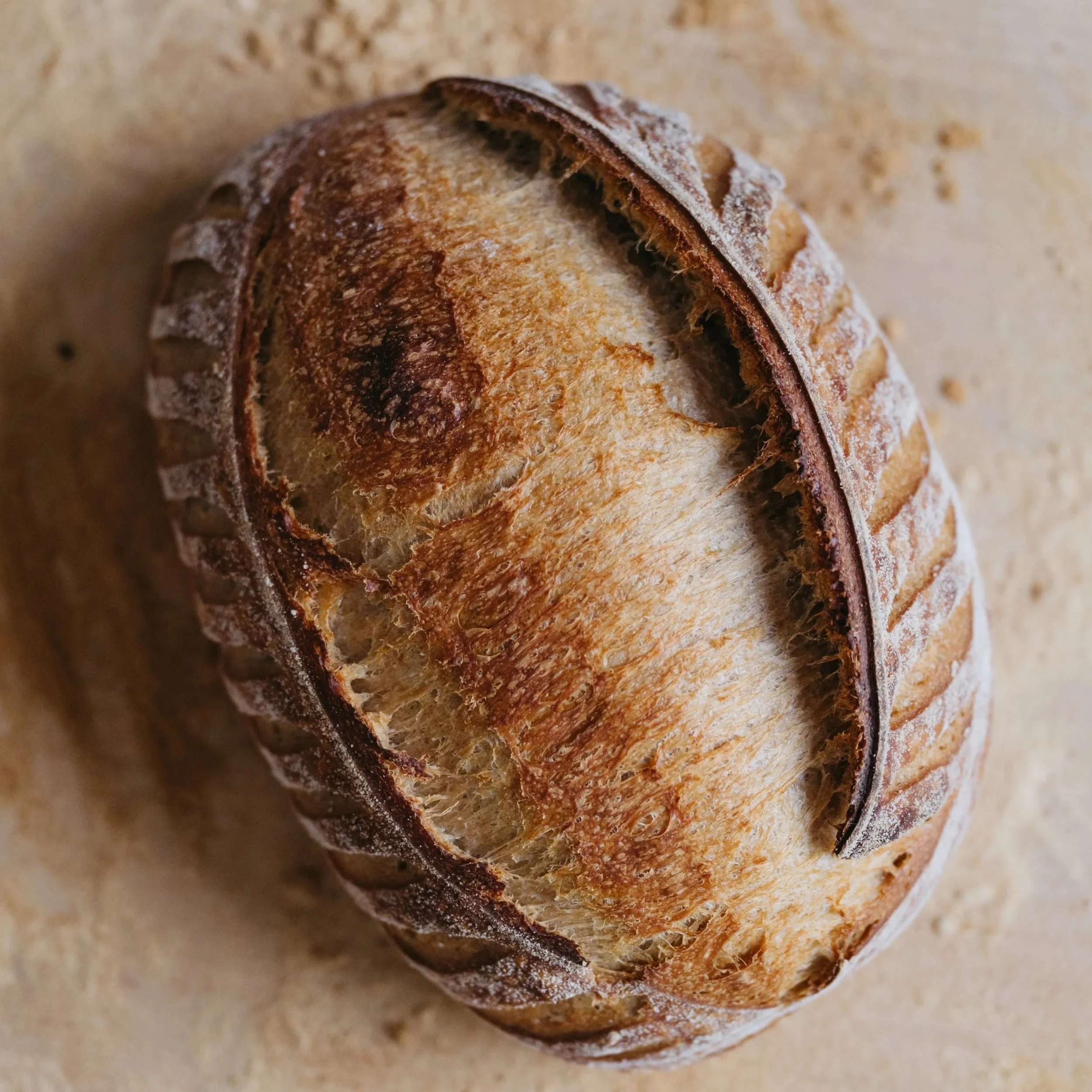 Basic Sourdough Bundle