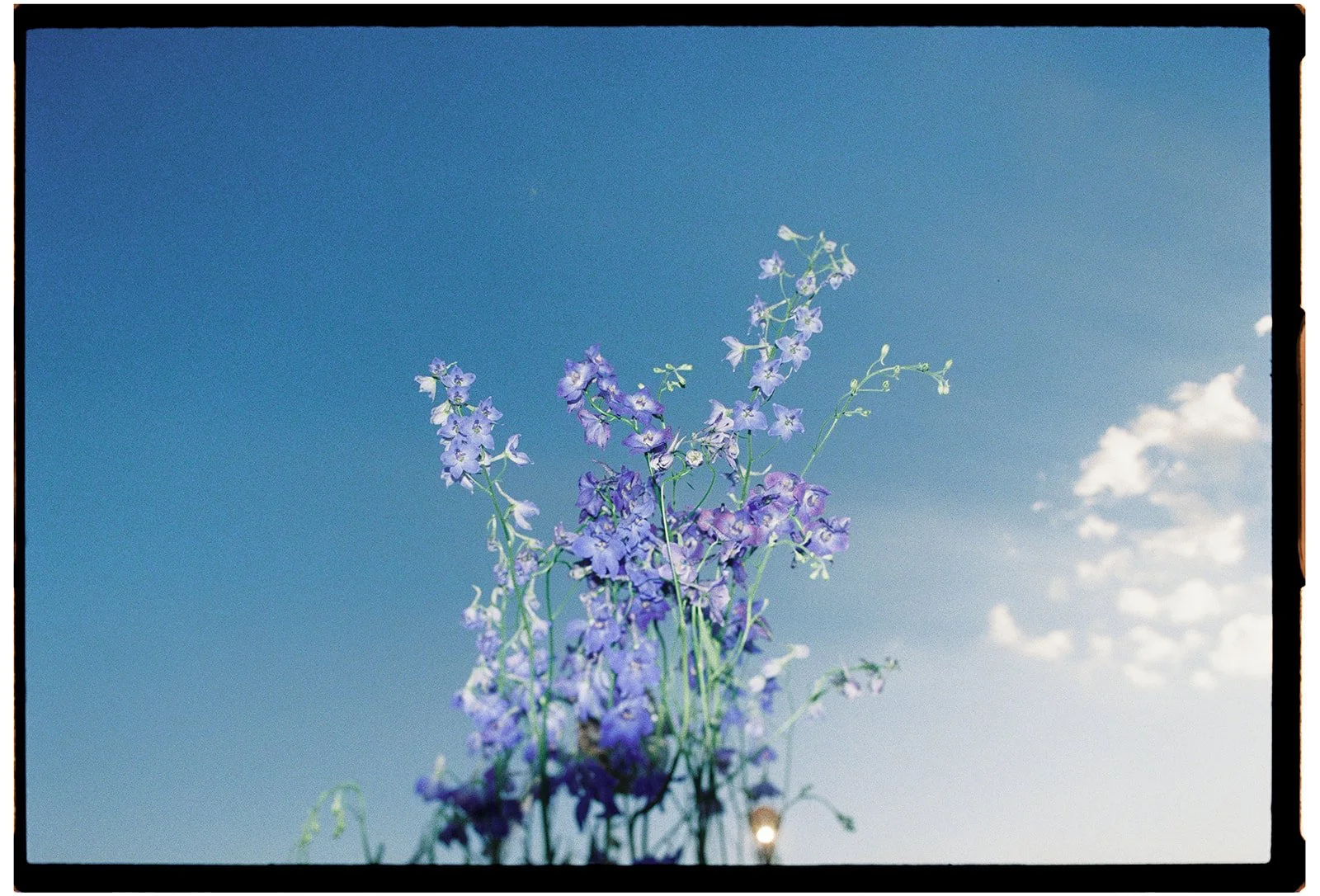 Purple flowers growing upward with a blue sky and scattered clouds in the background.