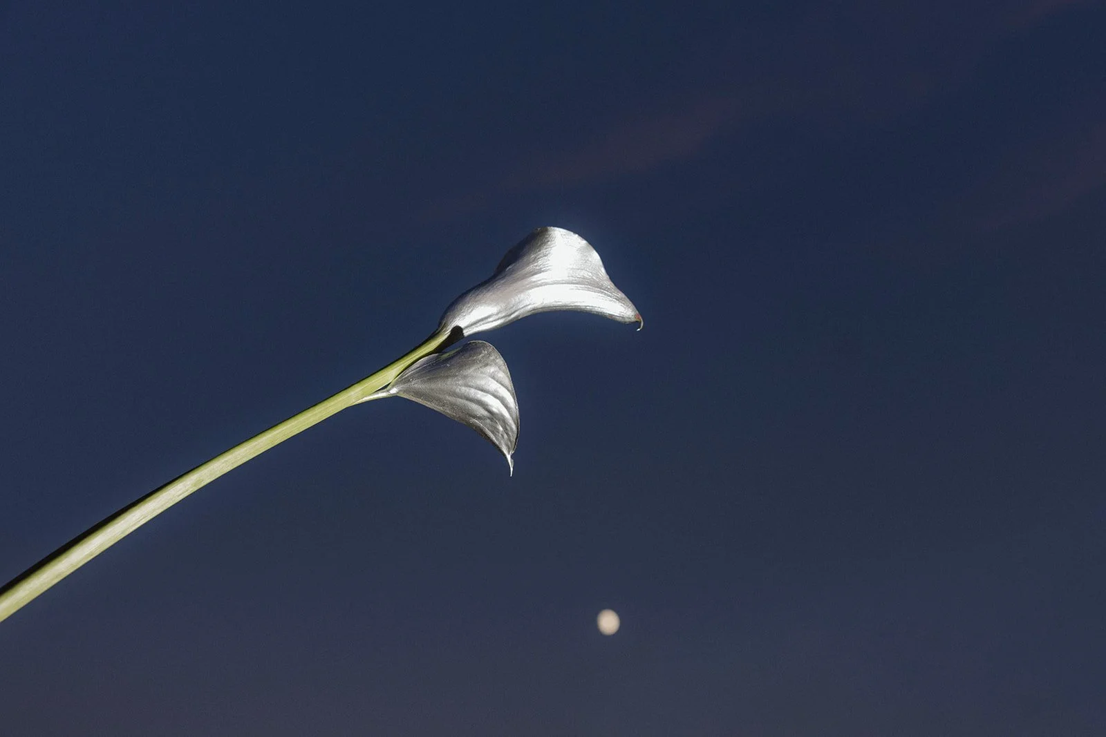 Vow&Vision_bluemars-174.jpg