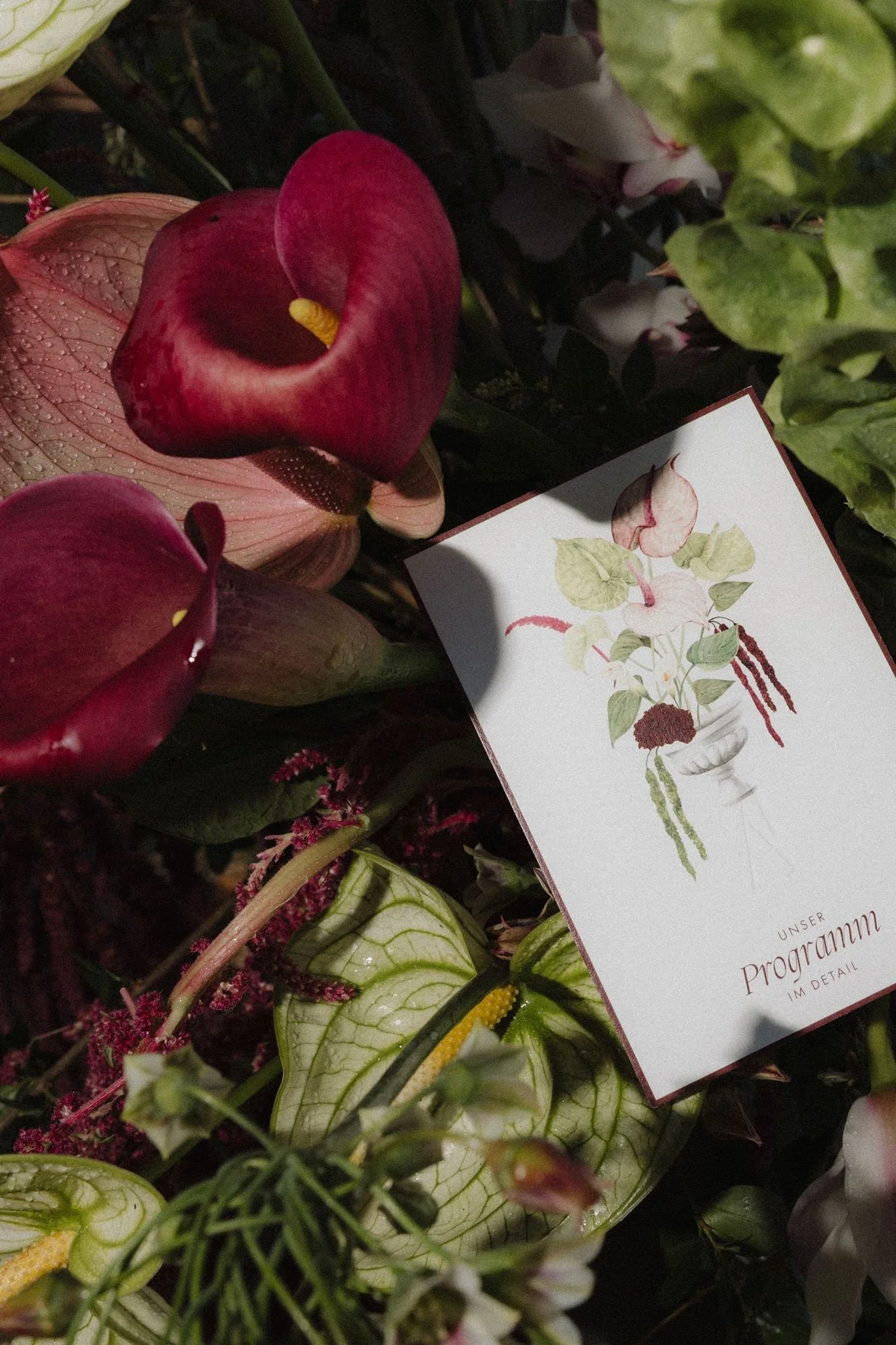 Close-up of pink and white anthurium flowers with a program or brochure among green leaves and foliage.