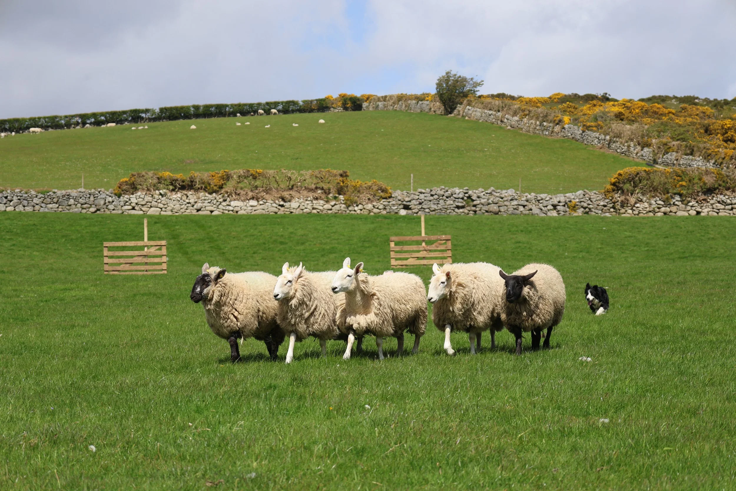 IRE_Burns_12052026_1062.jpg