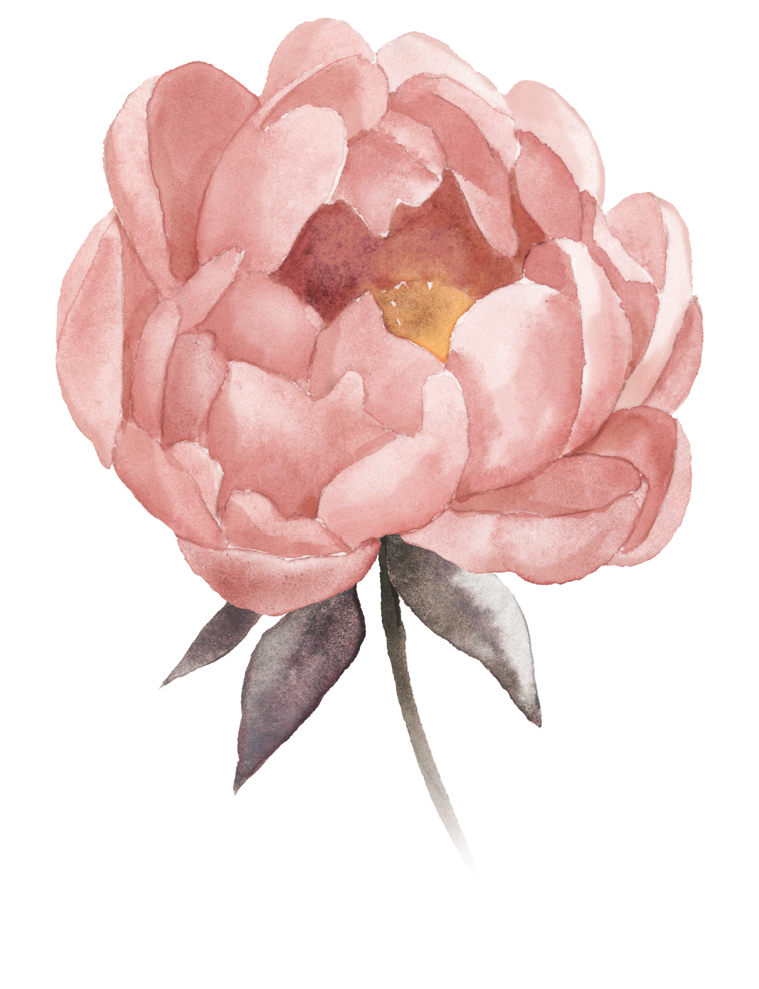 Watercolor painting of a pink peony flower with green leaves.