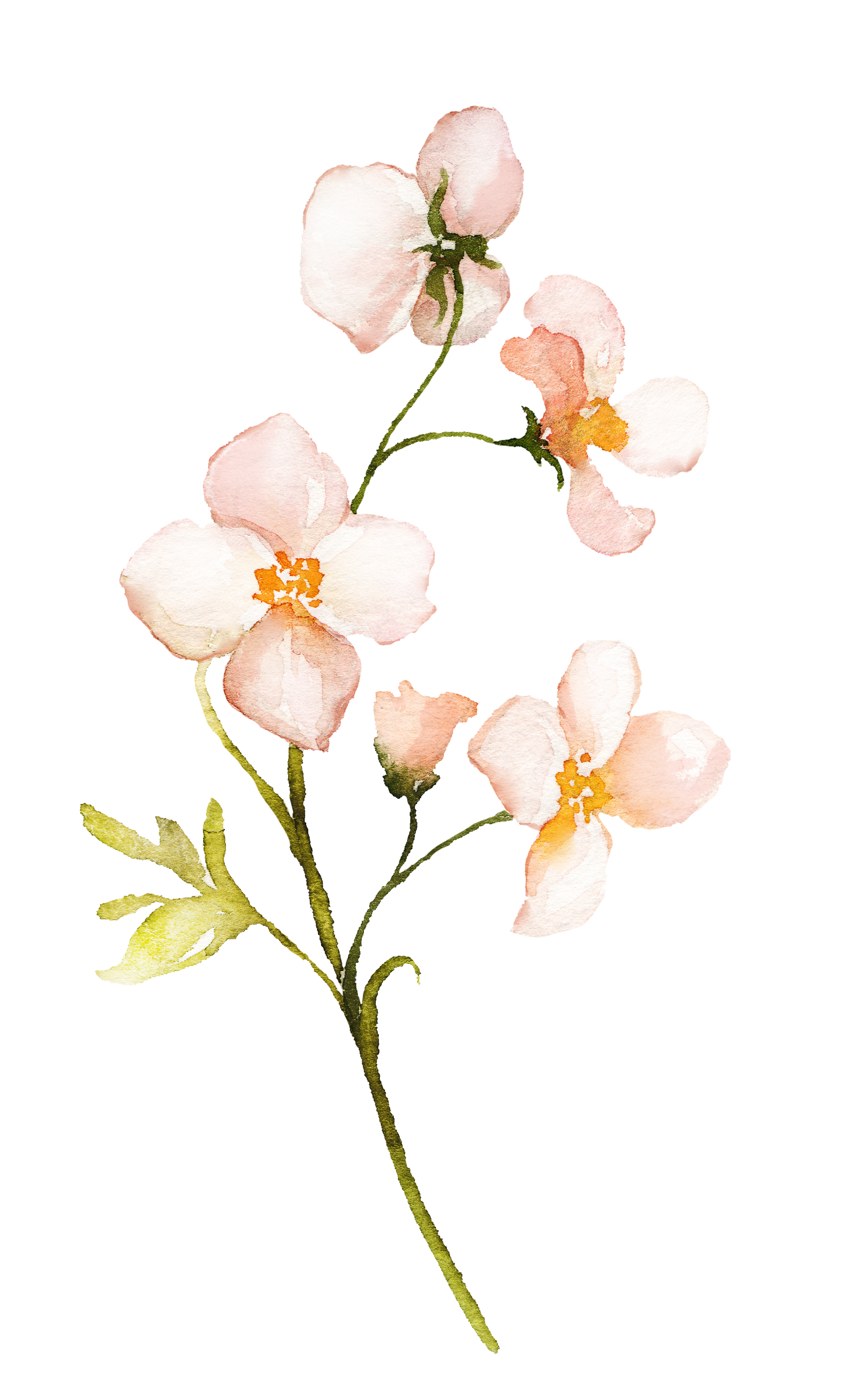 Watercolor painting of a pink and white orchid flower with yellow center on a green stem with leaves.