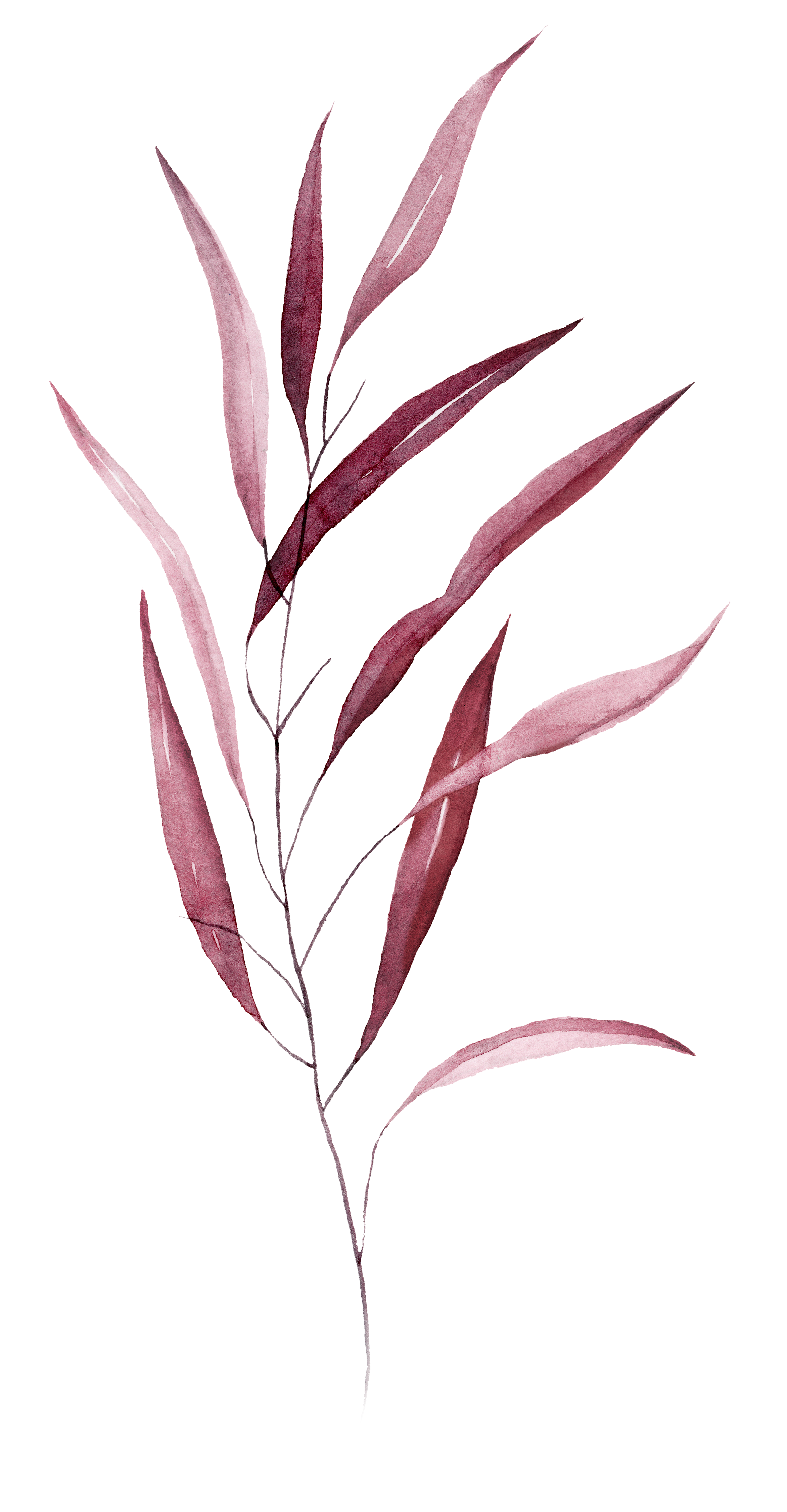 Watercolor painting of a pink and purple eucalyptus branch with long, slender leaves.
