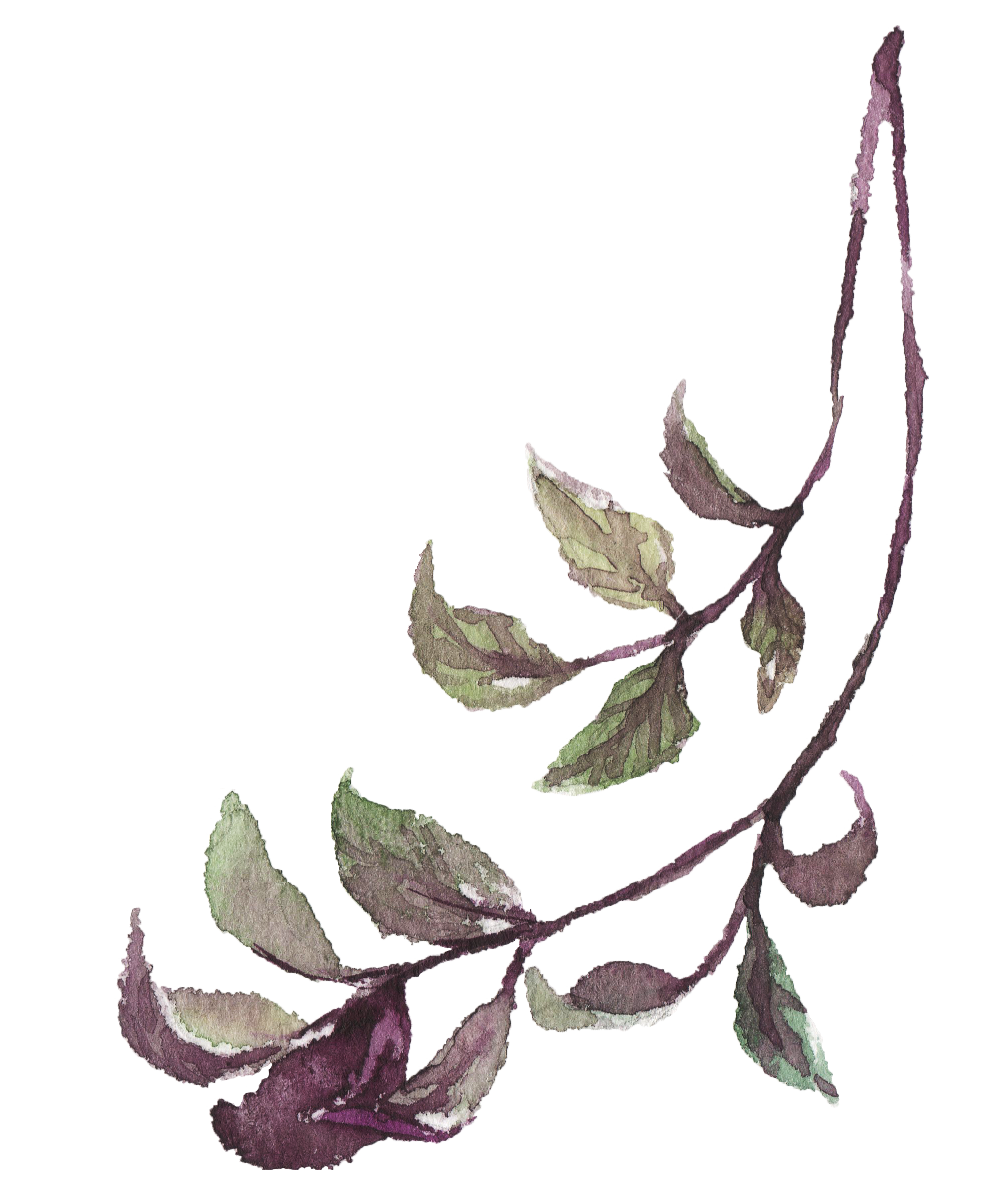 A botanical illustration of a plant with dark purple and green leaves and twisting stems.