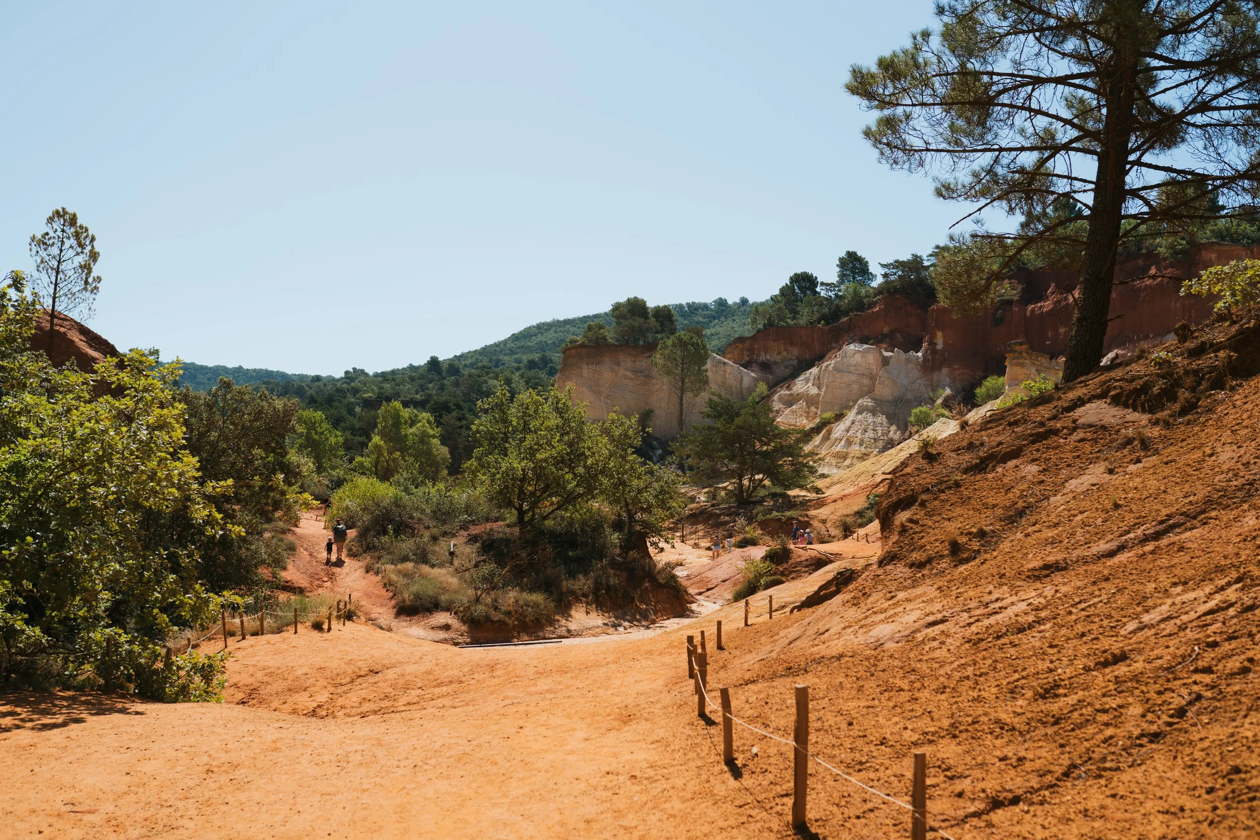 Sentier sinueux dans un paysage désertique avec des formations rocheuses naturelles, des arbres verticaux et un ciel dégagé.