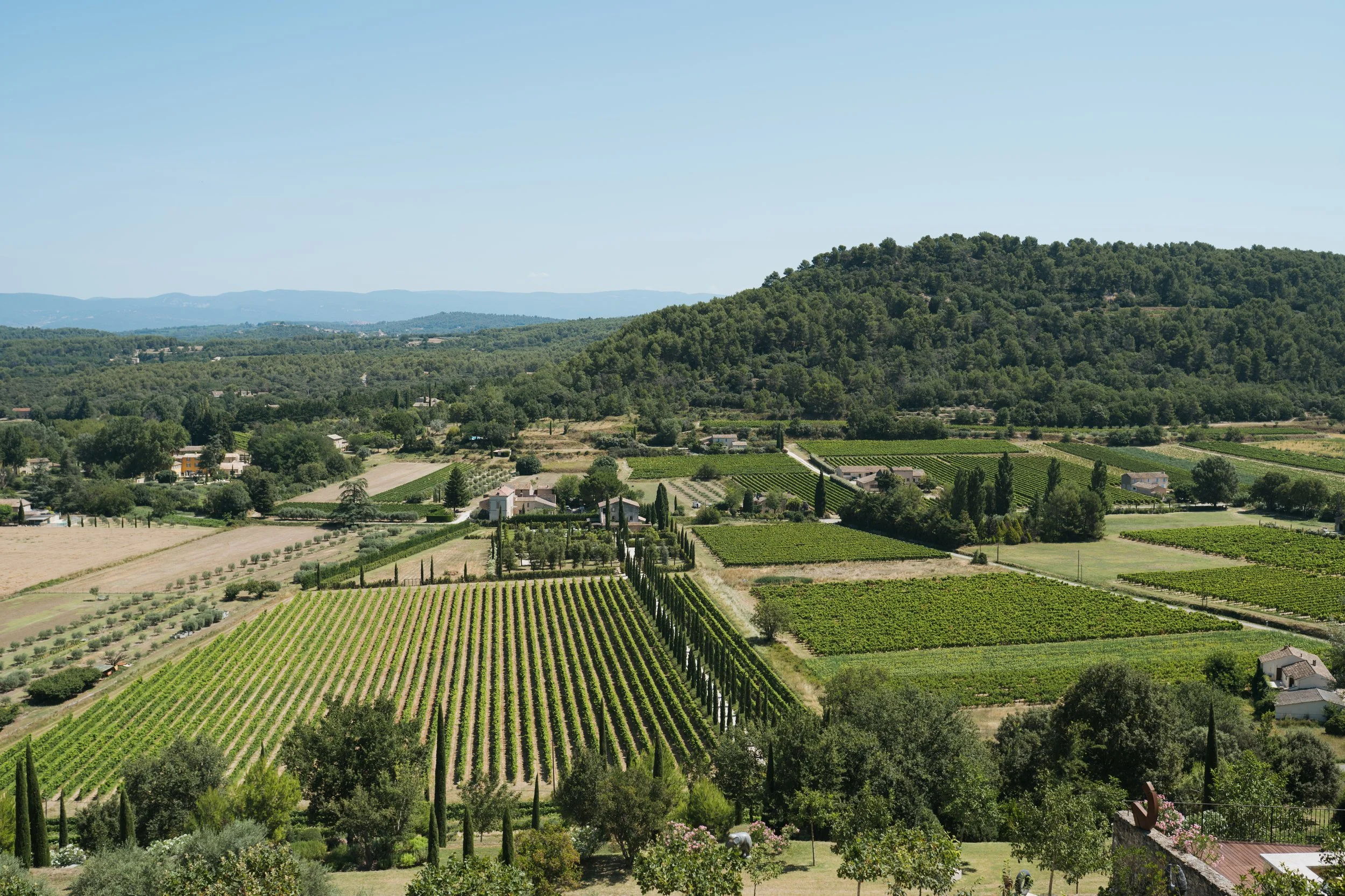 Vignoble dans une vallée entourée de collines couvertes d'arbres, sous un ciel clair.