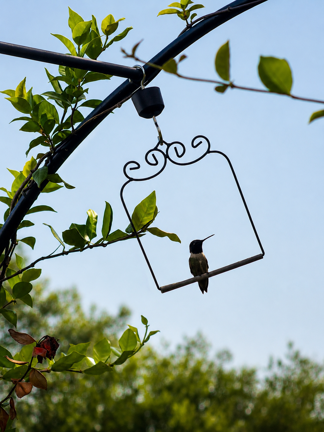The Secret to Attracting More Hummingbirds to Your Garden