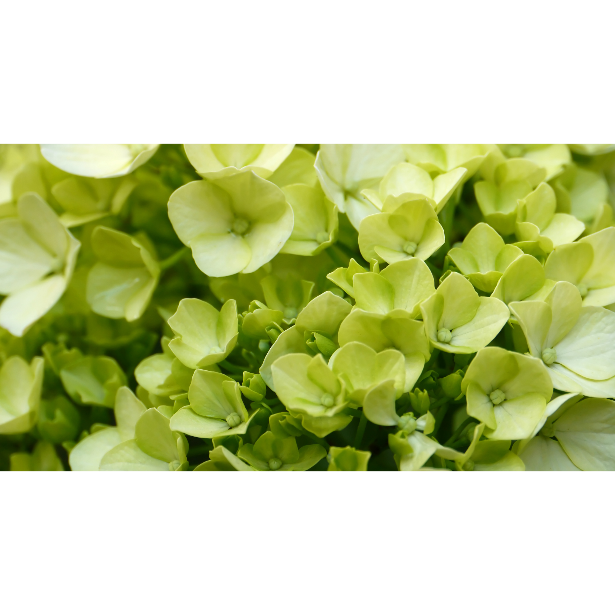 Close-up of green hydrangea flowers.