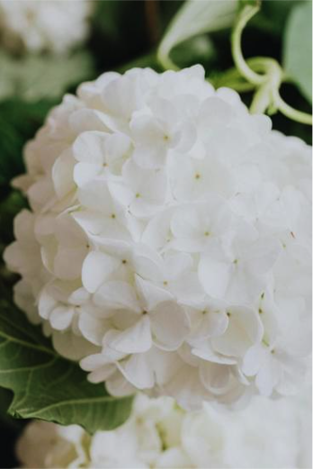 Close-up of a white hydrangea flower with green leaves in the background.