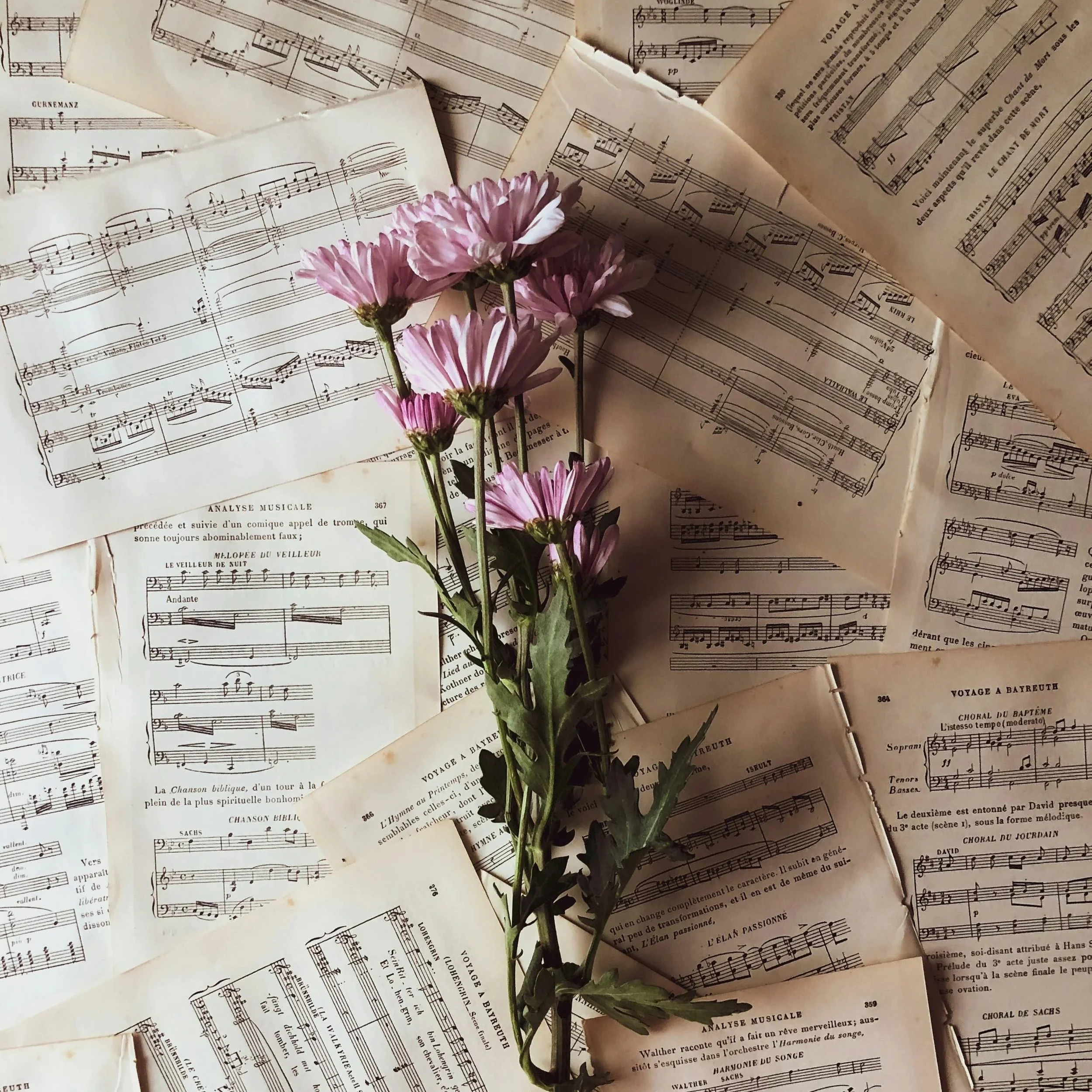 Collection of sheet music pages with a bunch of pink flowers laid on top.