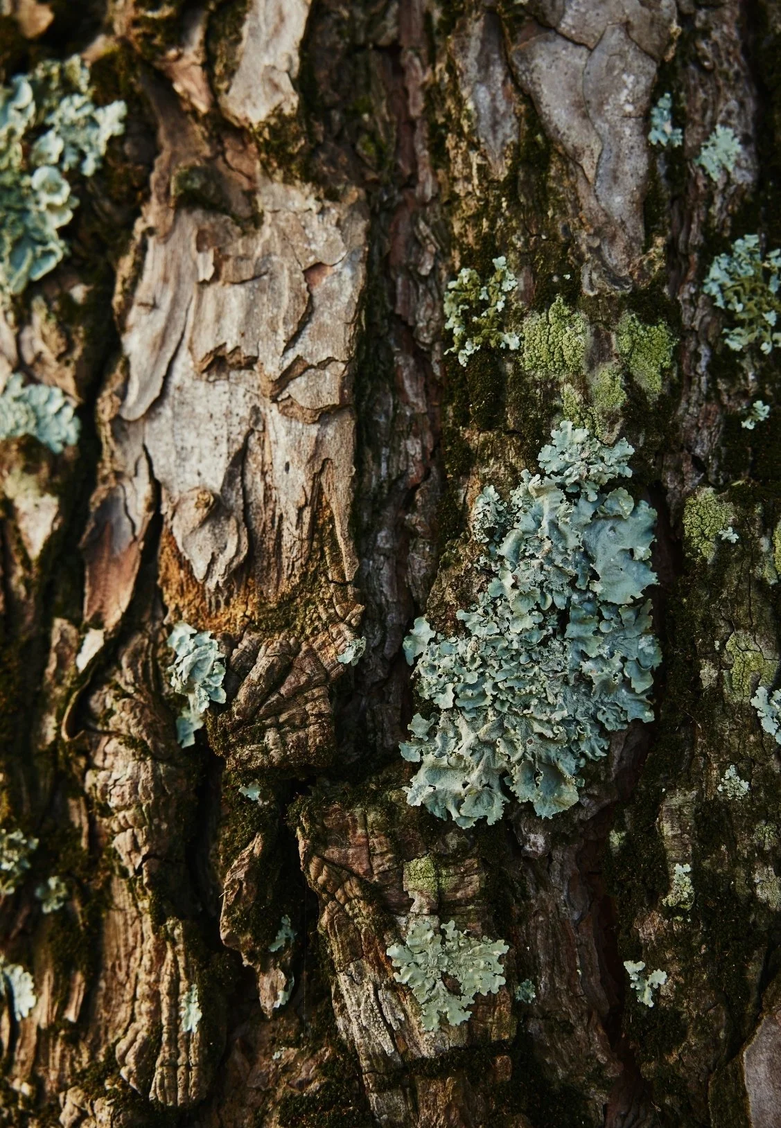 Close-up of tree bark with patches of light green and gray lichen and moss.