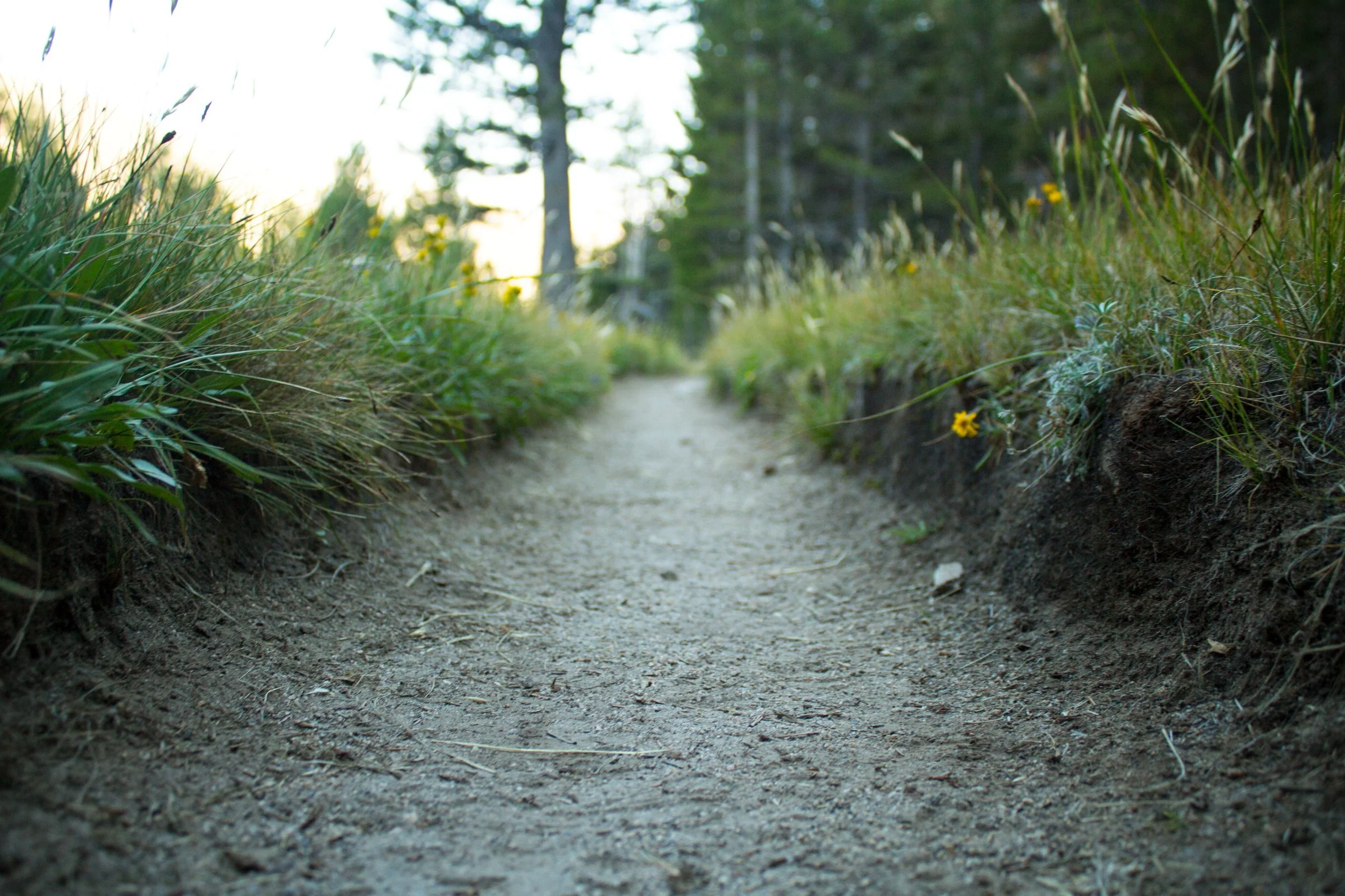 A dirt trail through a forested area with grass, foliage, and trees on either side, and sunlight visible through the trees in the background.