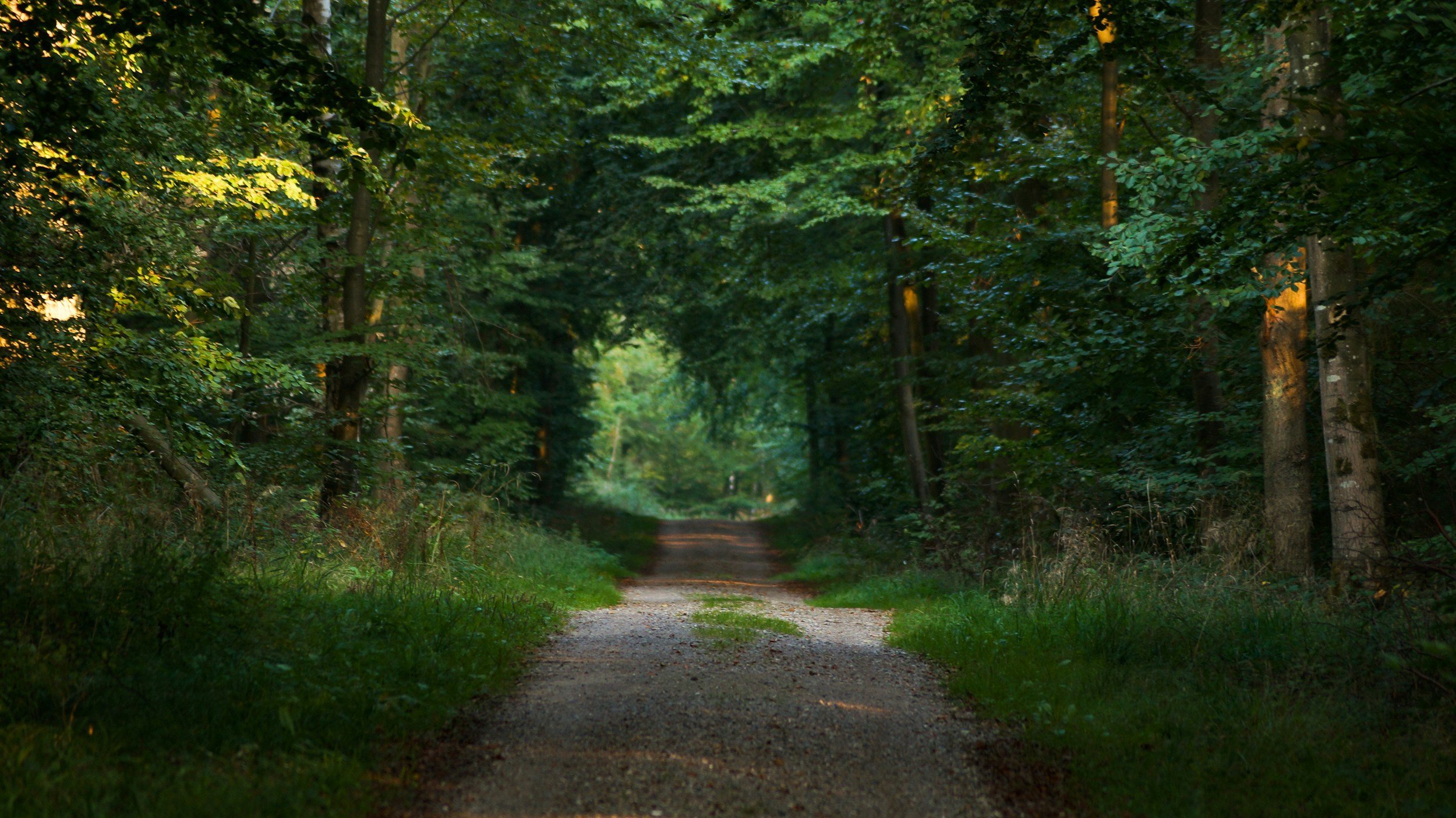 A dirt path running through a dense green forest with tall trees on both sides, sunlight filtering through the leaves.