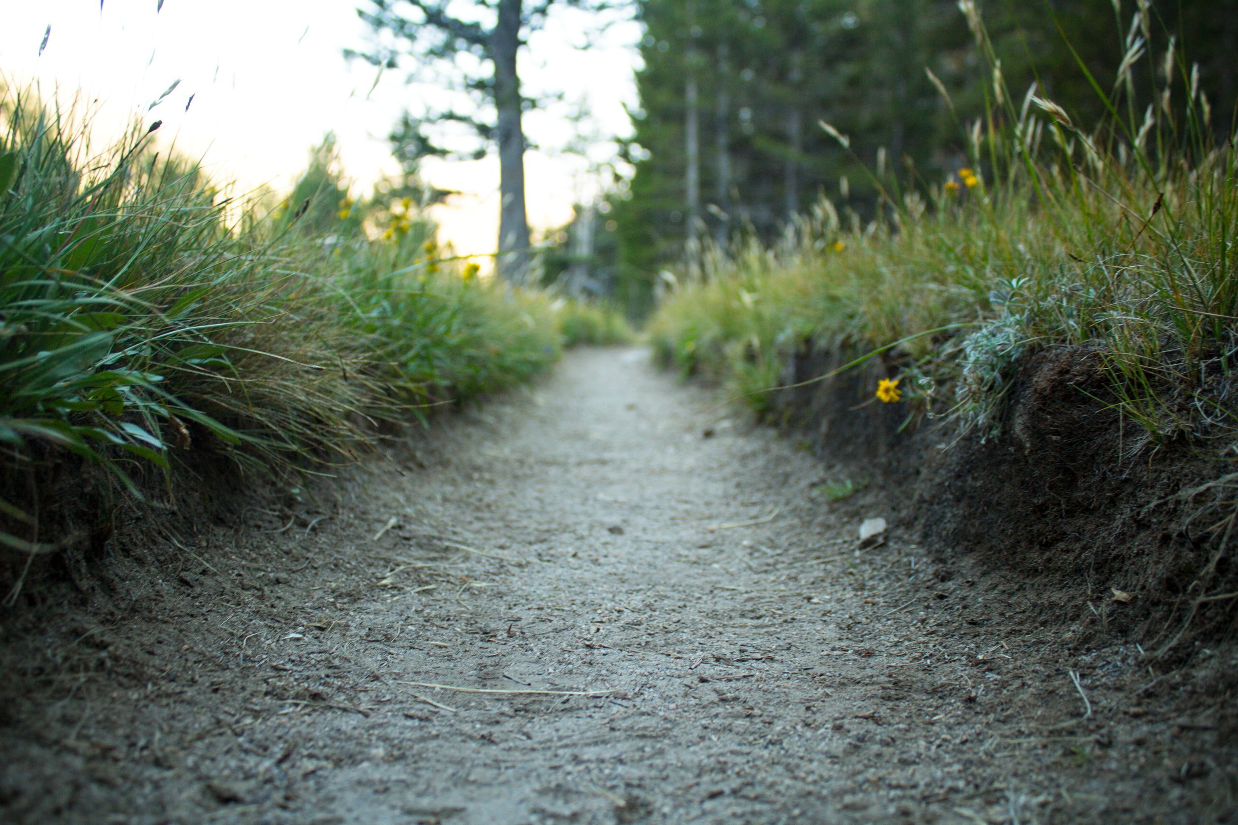 A dirt trail through a forest with tall green grass and trees, illuminated by soft sunlight.