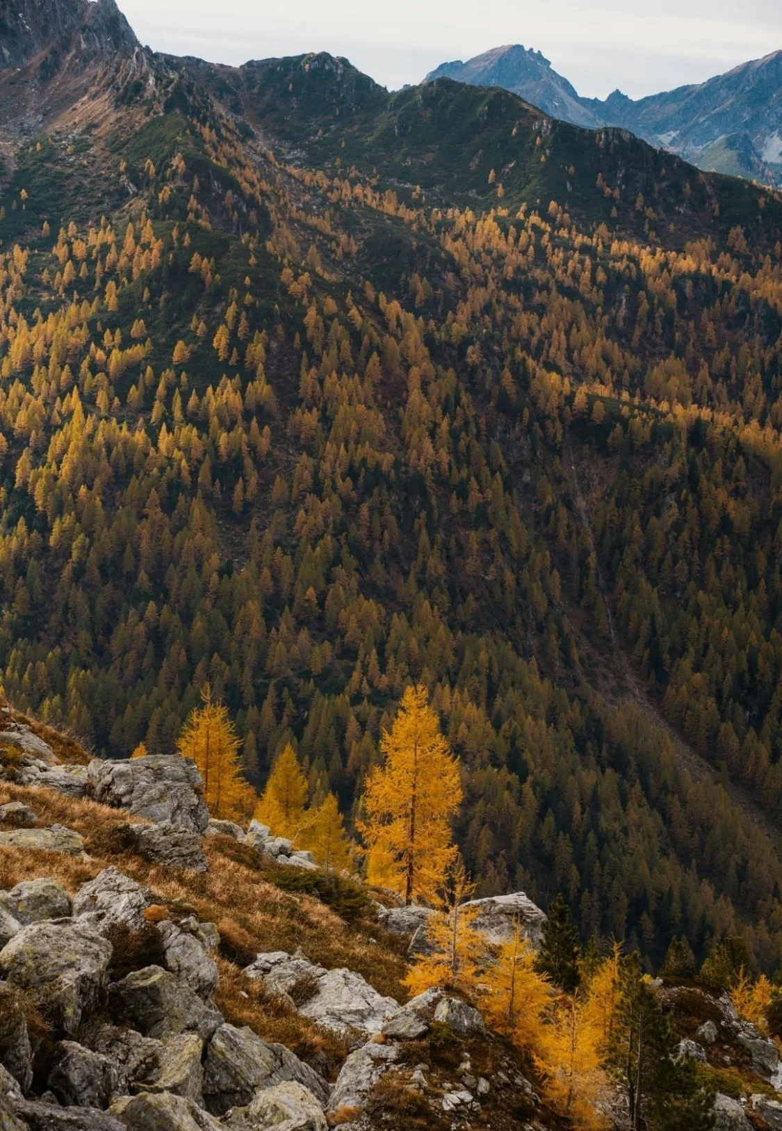 Mountain landscape with rocky foreground, yellow and green trees, and rugged mountain peaks in the background.