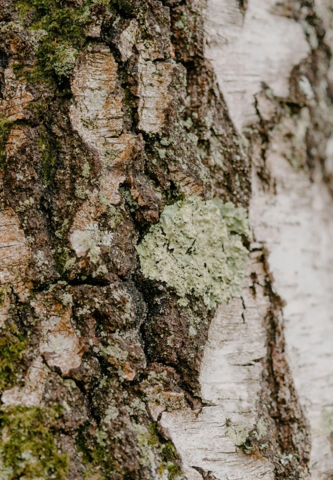 Close-up of tree bark with patches of green and white lichen and moss.