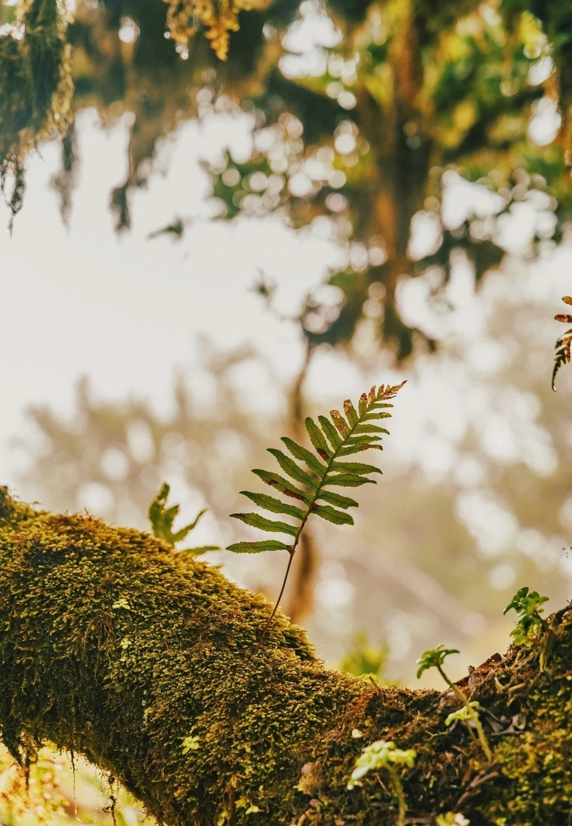 Close-up of a moss-covered tree branch with small green fern leaf growing on it in a forest setting with blurred trees and light in the background.