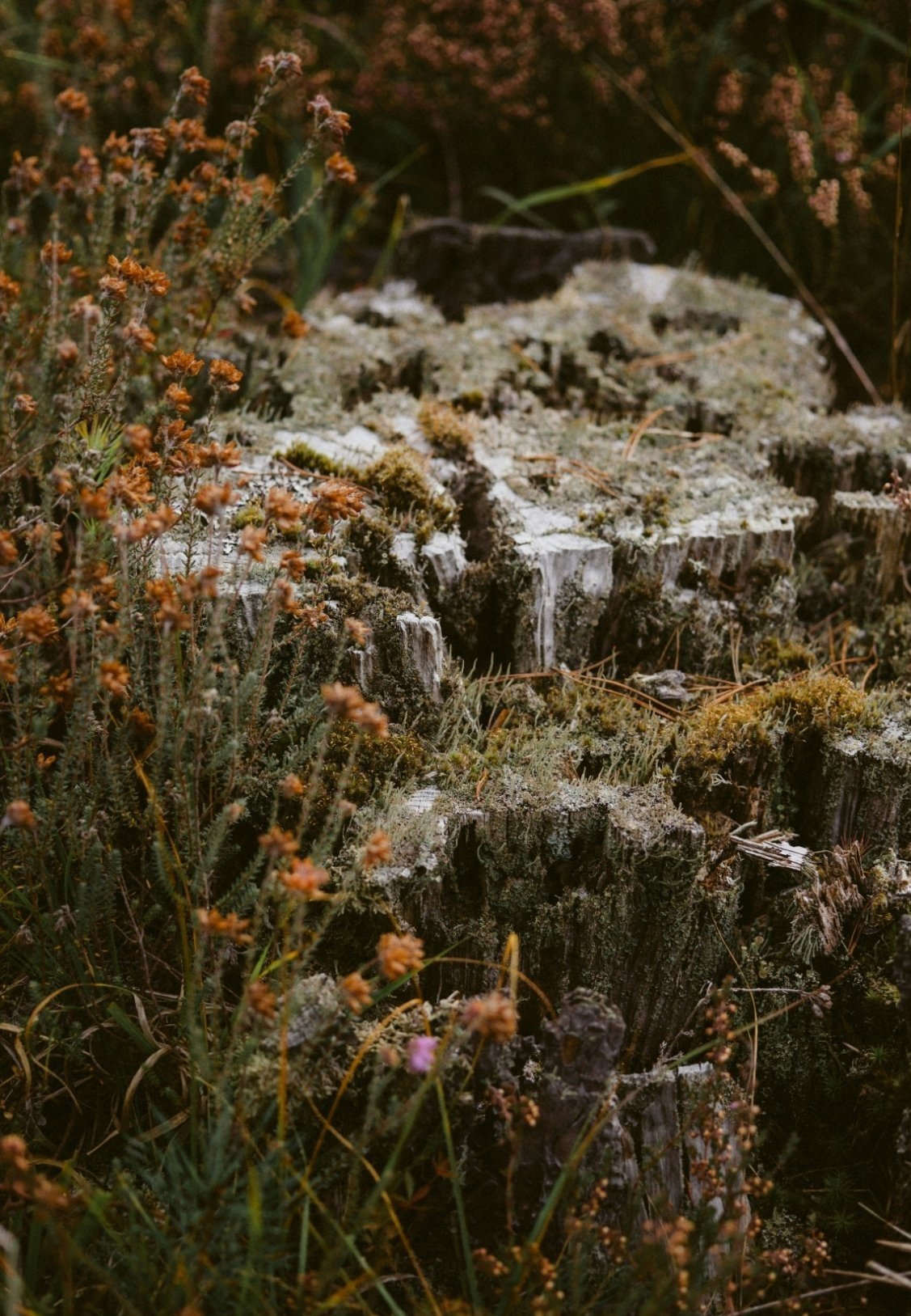 Close-up of moss-covered tree stumps and small orange and purple wildflowers in a natural outdoor setting.