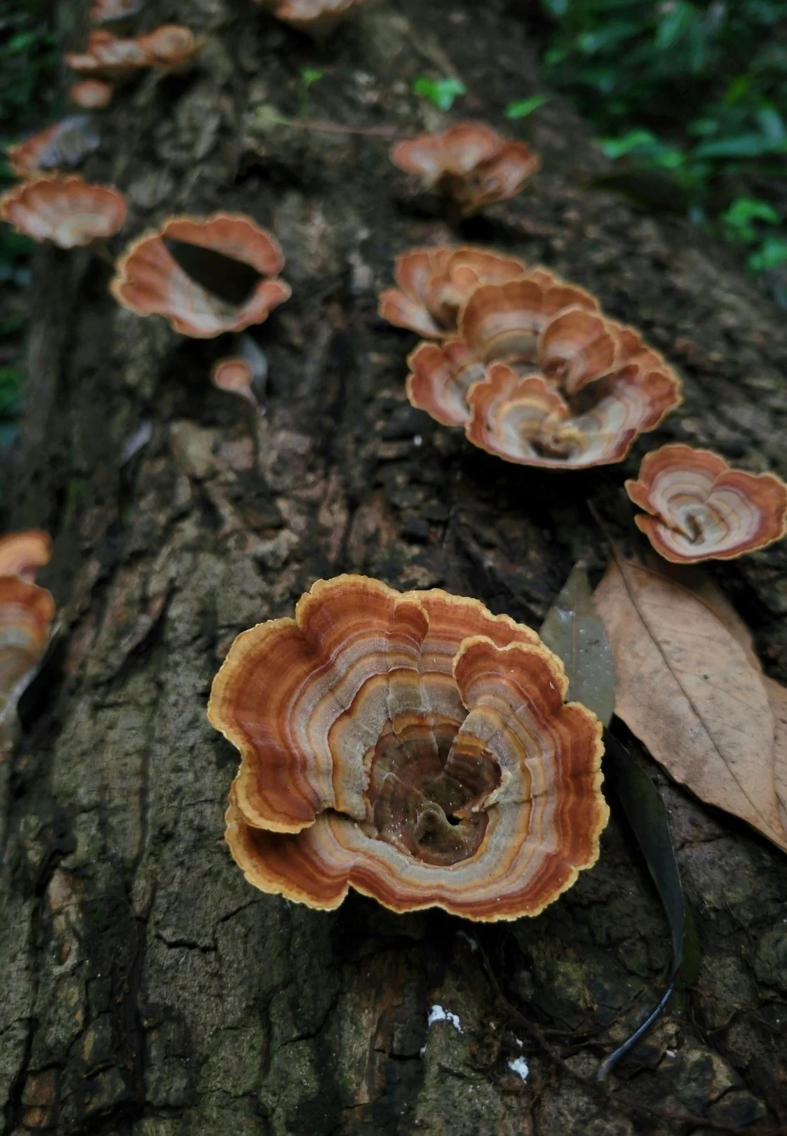 Fungi growing on a fallen tree in a forest, with green leaves in the background.