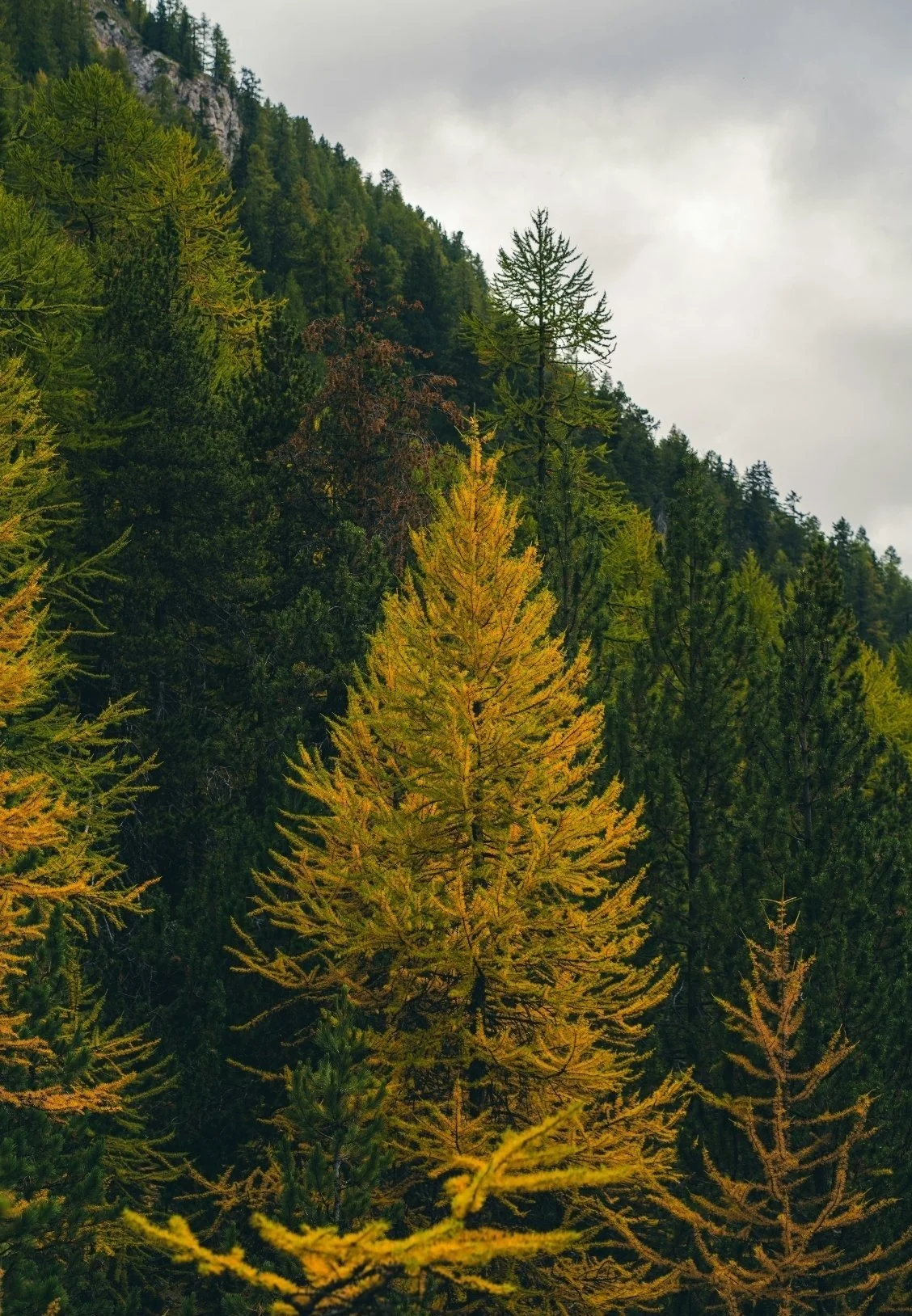 A scenic mountain forest with a mix of green and yellow autumn trees, some trees showing vibrant fall colors, with a cloudy sky above.