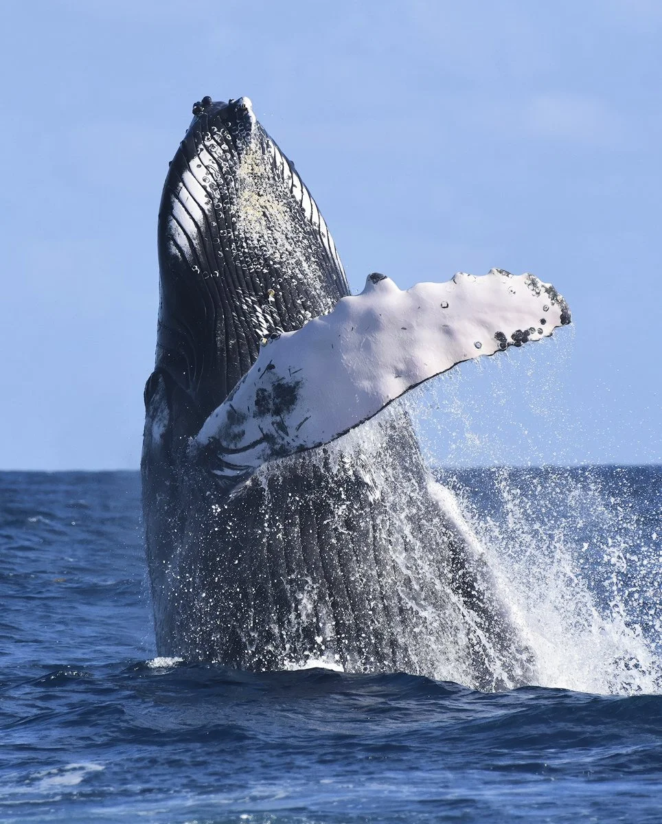 Whale breaching in Truks and Caicos on a whale photography workshop with Sarah Zepnick & Joe Garza