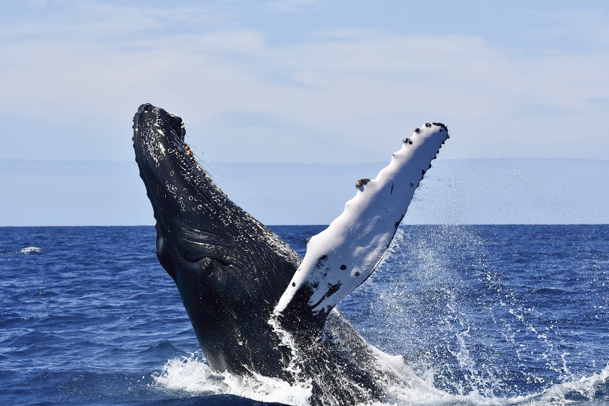Turks - Whales (5) copy.jpg
