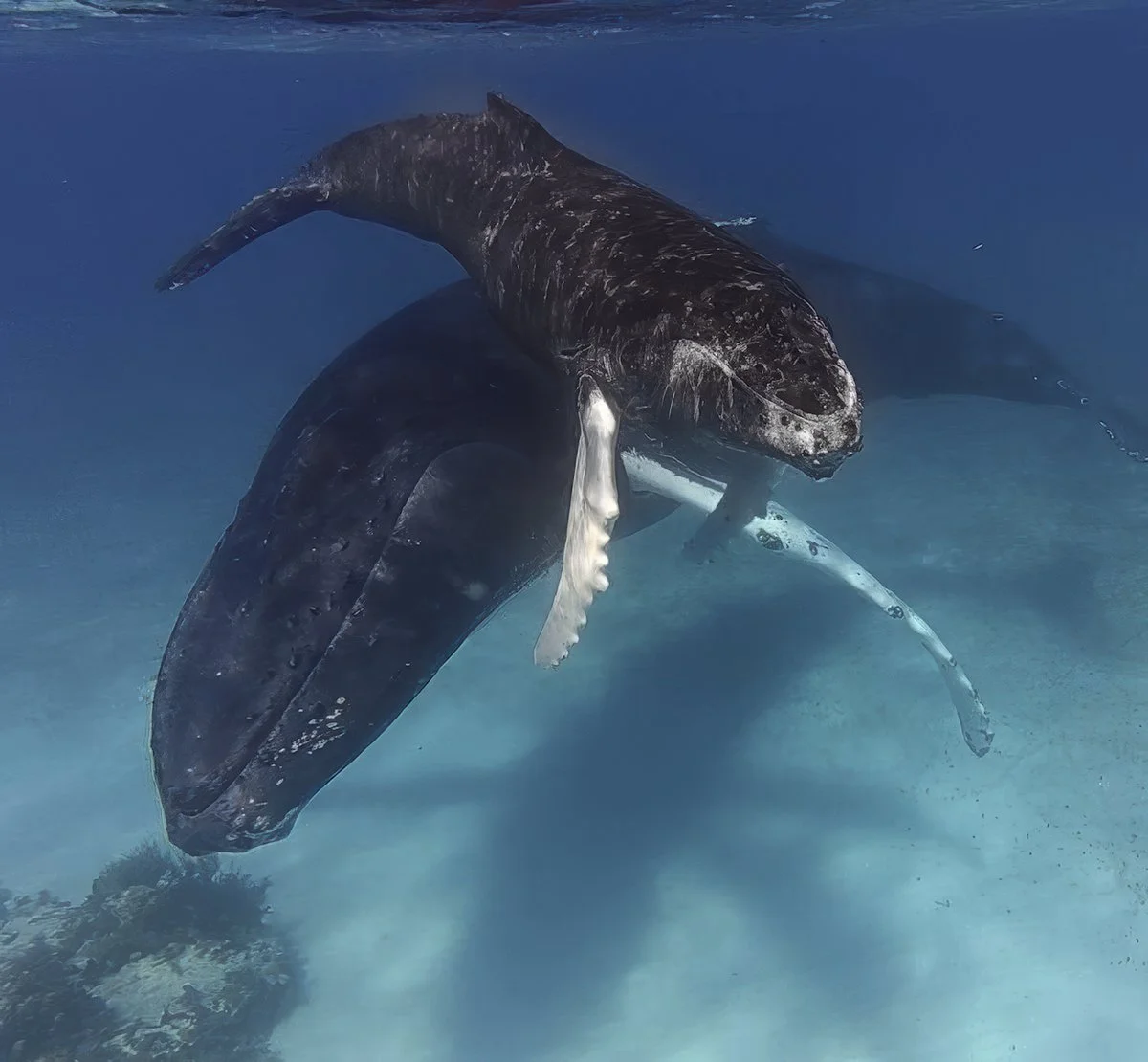 Turks - Whales.jpg