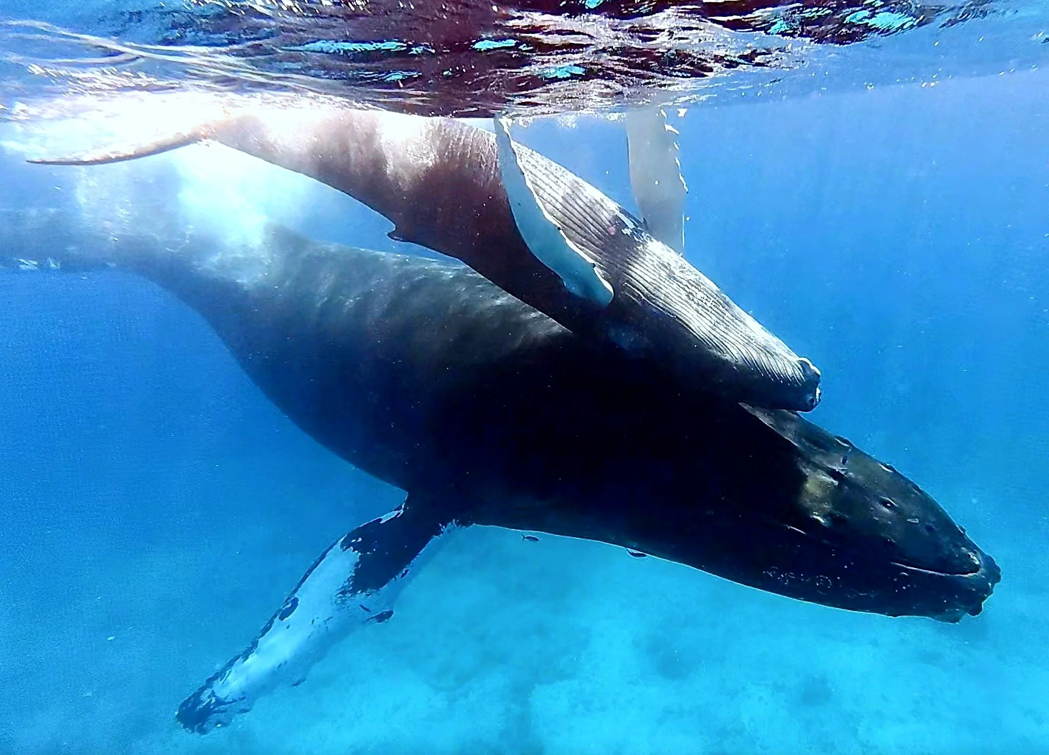 whale_photo_clean.jpg