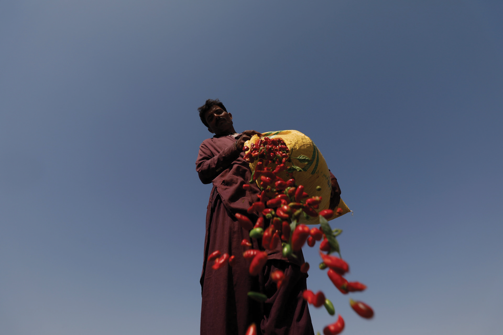 A person stands against a clear blue sky, holding a large yellow sack overflowing with red and green chili peppers.