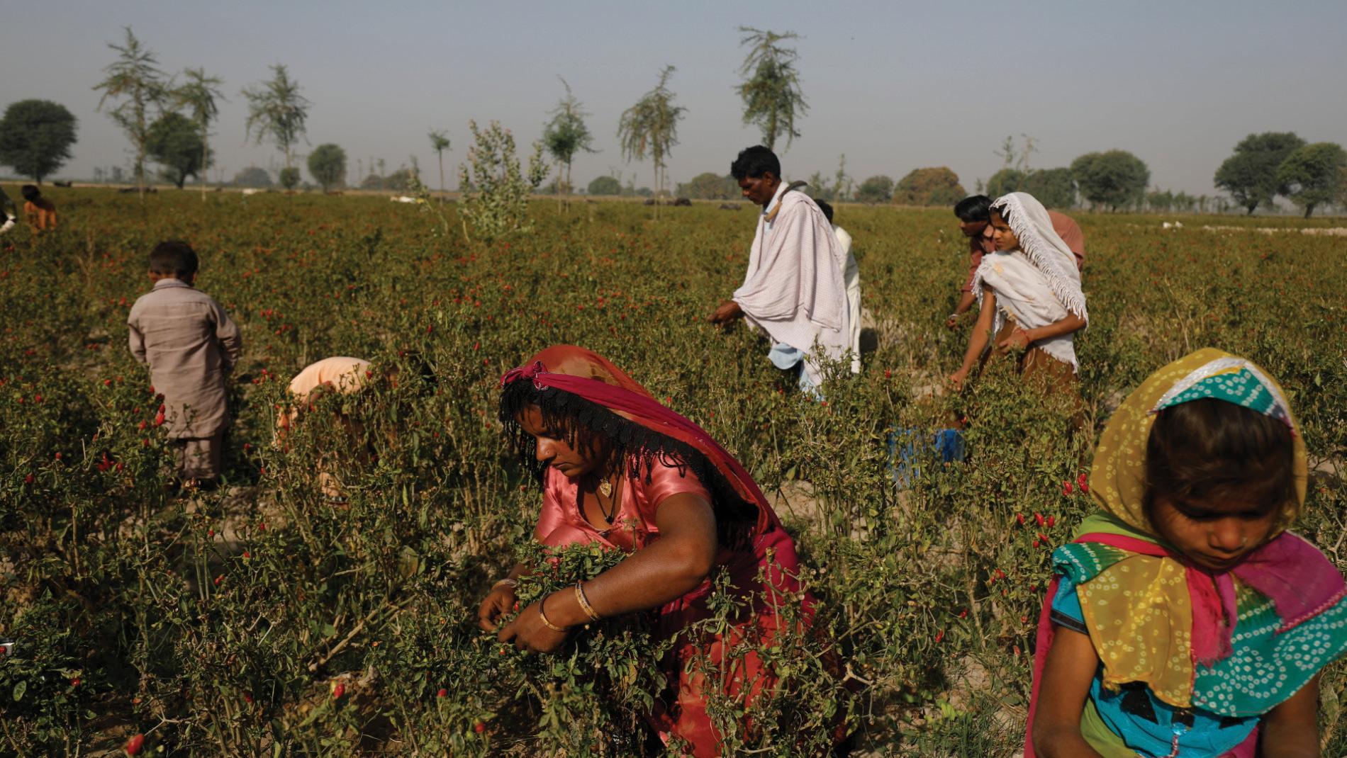 Several women and children picking red berries in a field under a clear sky.