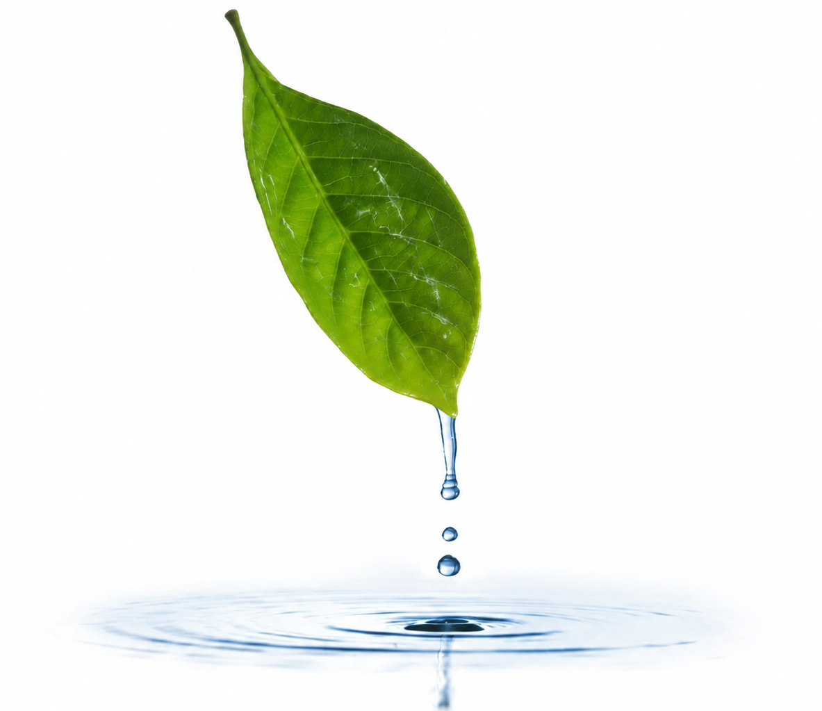 A green leaf with water droplets falling from its tip into a body of water, creating ripples.