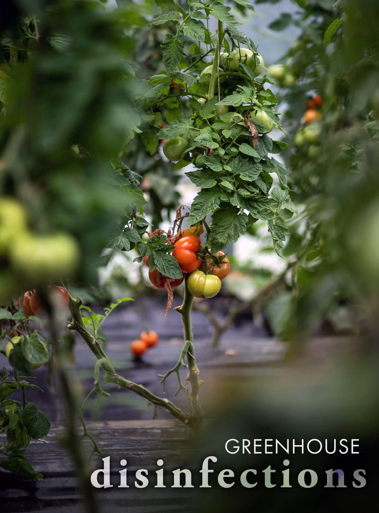 Close-up of tomato plants with ripening and unripe green tomatoes inside a greenhouse. This has the words "Greenhouse Disinfection" on the image to show TechMist's work in the greenhouse industry.