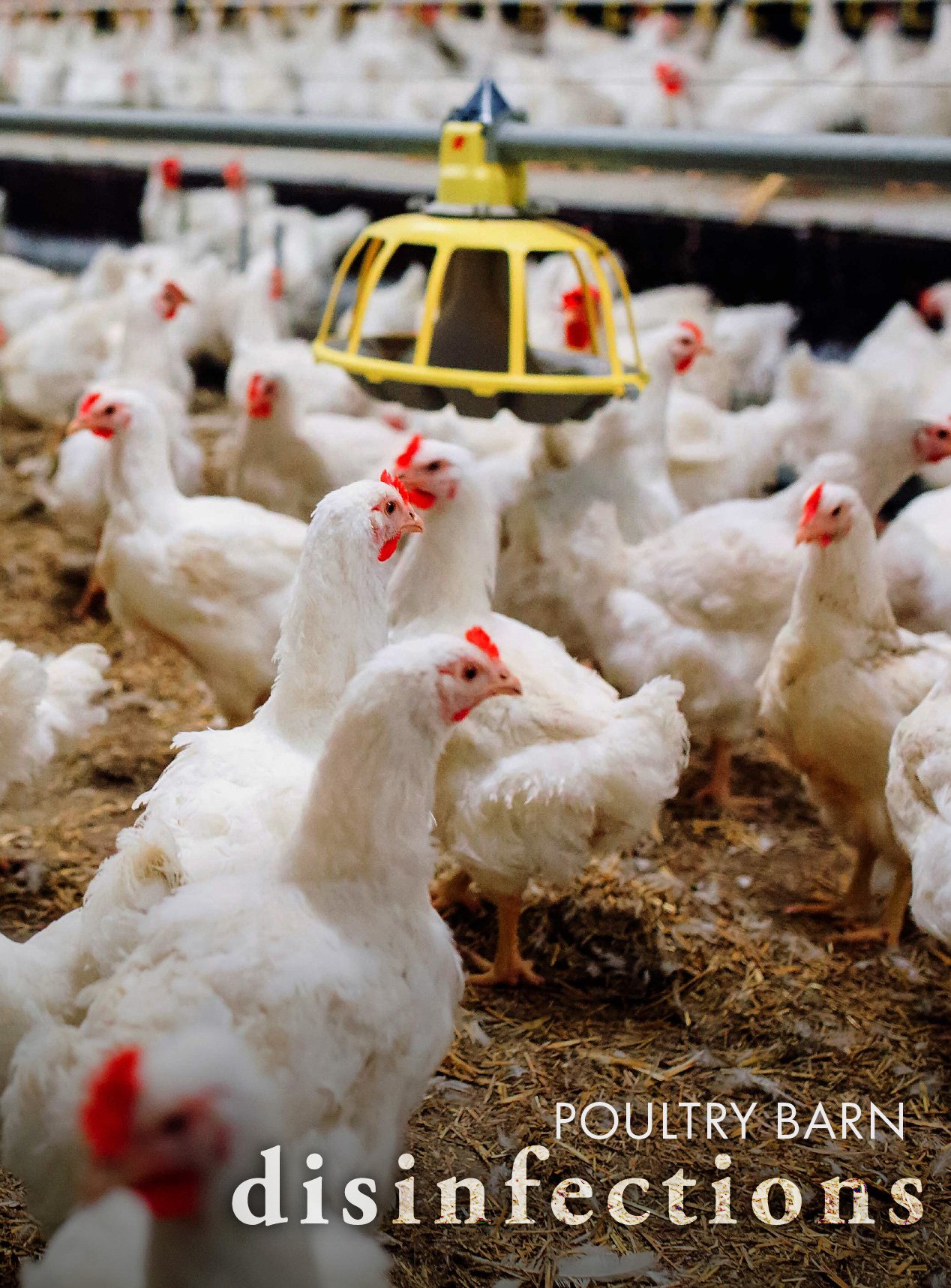 A poultry barn filled with chickens on a bedding of straw and wood shavings. . This has the words "Poultry disinfections" on the image to show TechMist's work in the poultry industry.