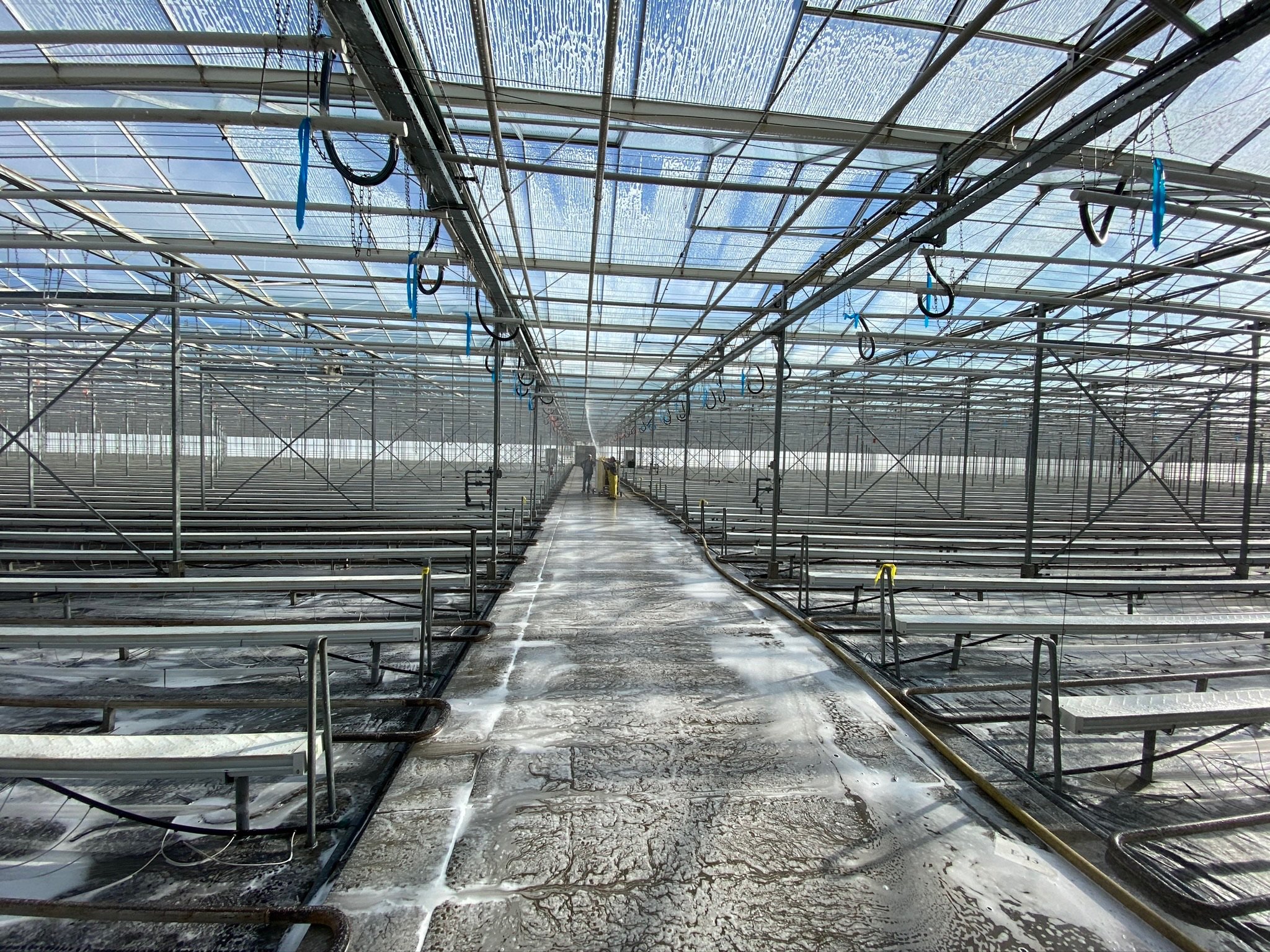 Inside a large greenhouse showing rows of empty tables or planting beds, two workers in protective clothing are working in the background, and the floor is wet. They are using TechMist STREAM to wash down the greenhouse for its next grow cycle.