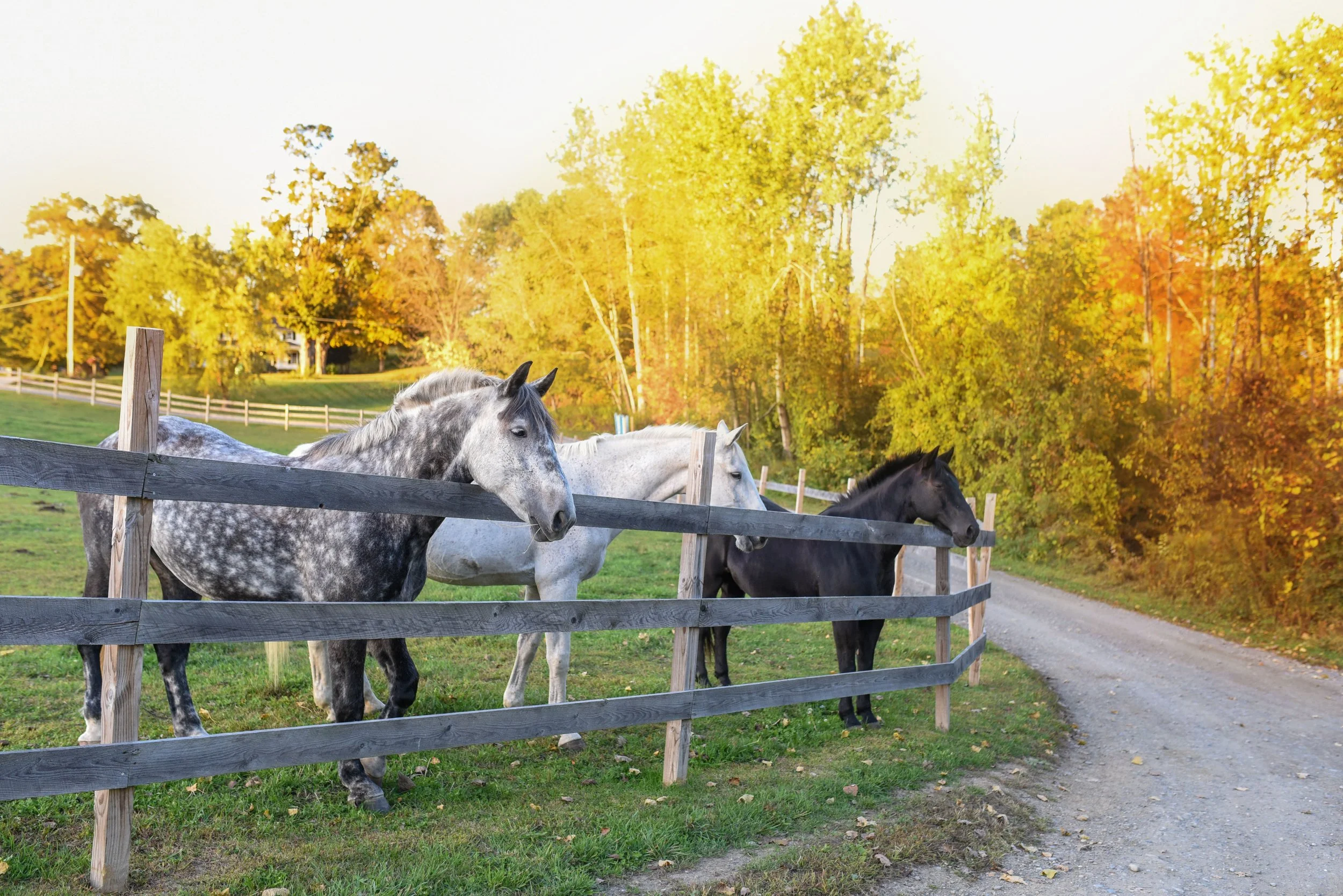 Four horses behind a wooden fence in a grassy area with trees displaying yellow and orange autumn foliage in the background.